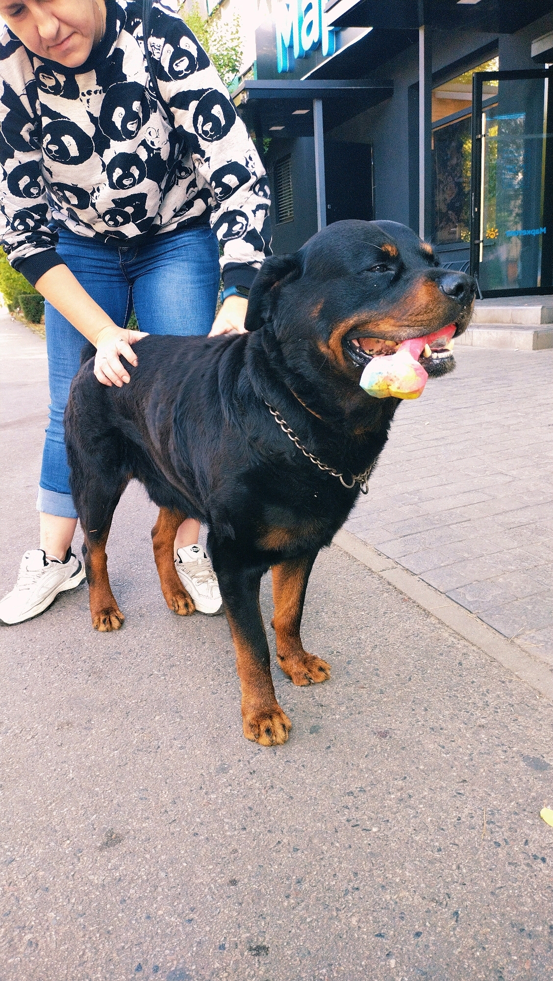 In Horishni Plavni, Ukraine, a Rottweiler is standing on a paved sidewalk next to a person. The dog is black and tan with a metal chain collar and its tongue is out, holding a rainbow-colored object. The person is wearing a black and white panda-patterned sweatshirt and blue jeans, with white sneakers. They are touching the dog's back. Behind them, a building with large windows and a blue sign with white lettering is visible, suggesting a commercial establishment. The overall environment appears to be an urban street scene.