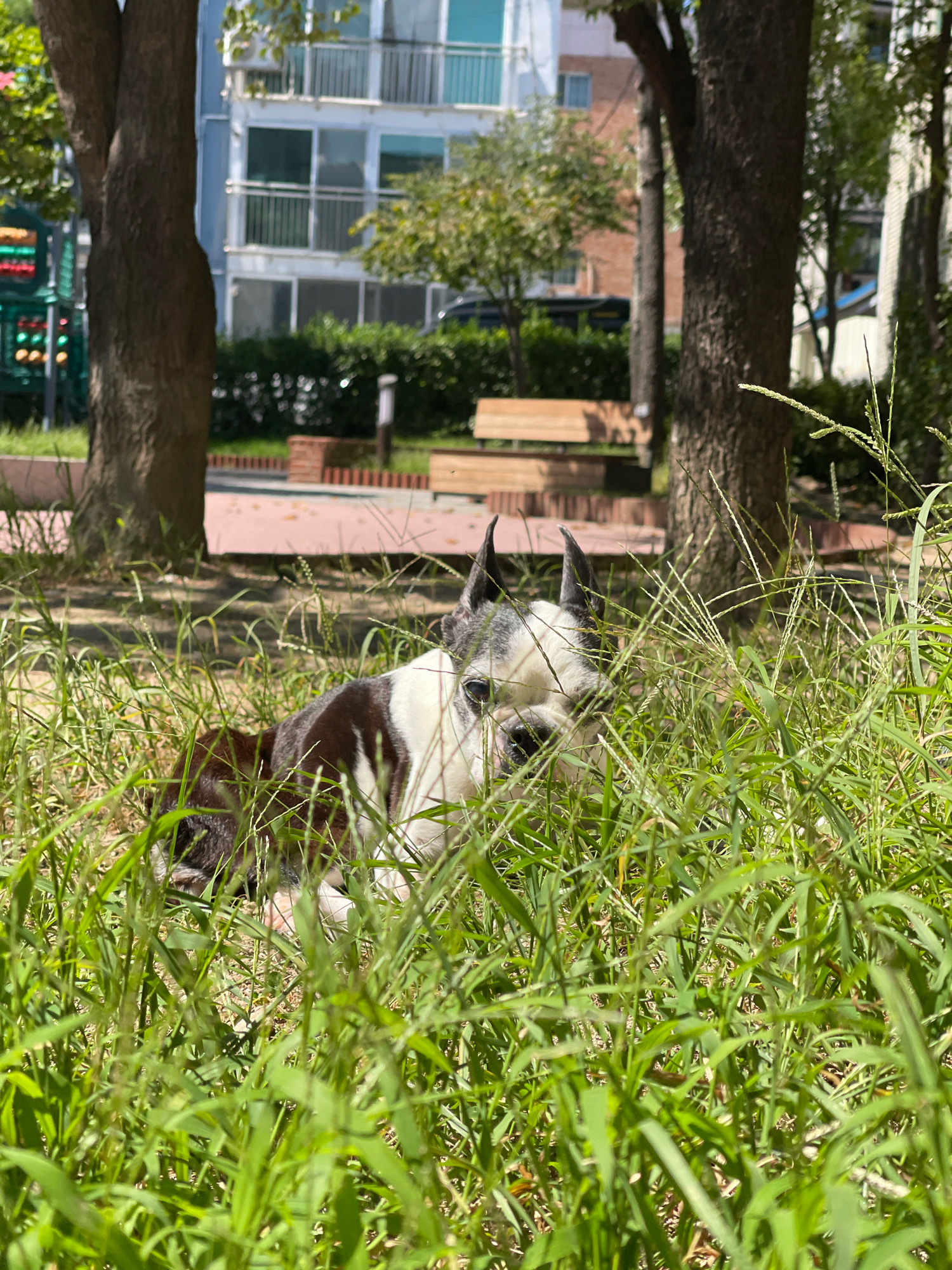 A Boston Terrier is partially obscured by tall green grass in a park setting. The dog is facing forward, with its head and forelegs visible. It has black and white markings. In the background, there is a light blue building with balconies, trees, a playground structure with red and green elements, and wooden park benches. The ground is covered with grass and some paved areas with red brick accents. The scene appears to be an outdoor public space in the city of Icheon-si, South Korea, under bright daylight.