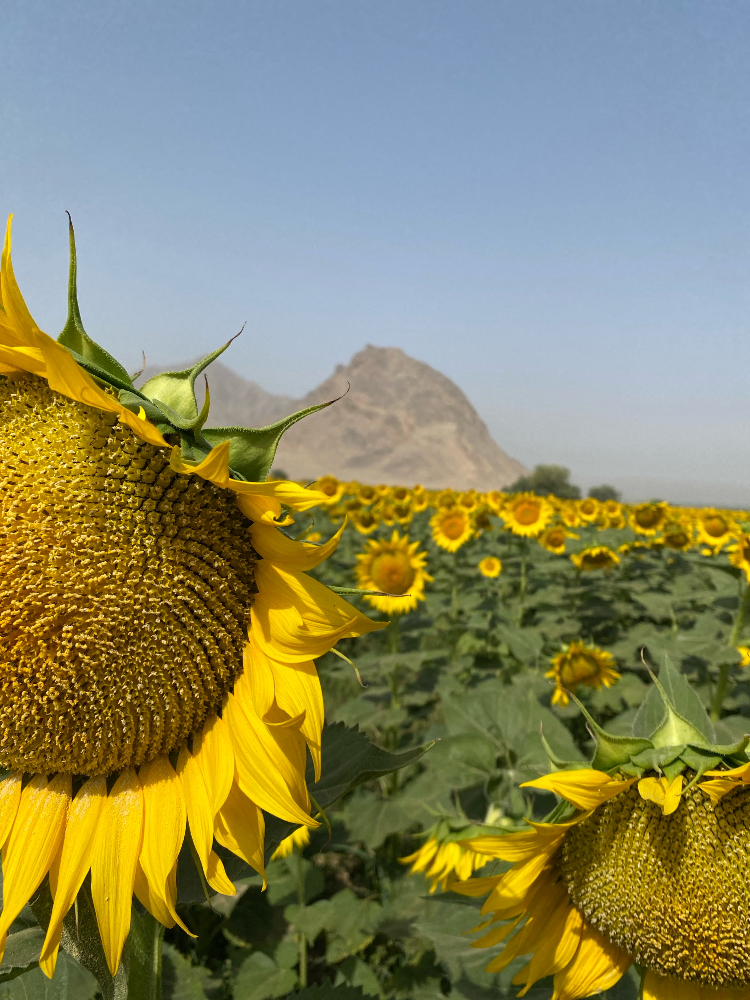 The image depicts a close-up view of a sunflower in a field, with more sunflowers stretching into the background under a clear blue sky. In the far distance, a rugged, arid mountain range is visible. The foreground sunflower is in sharp focus, showcasing its large, textured seed head and vibrant yellow petals. The environment appears dry and sunny, consistent with the climate of Kandahar, Afghanistan. No people or specific actions are visible, just a natural landscape.