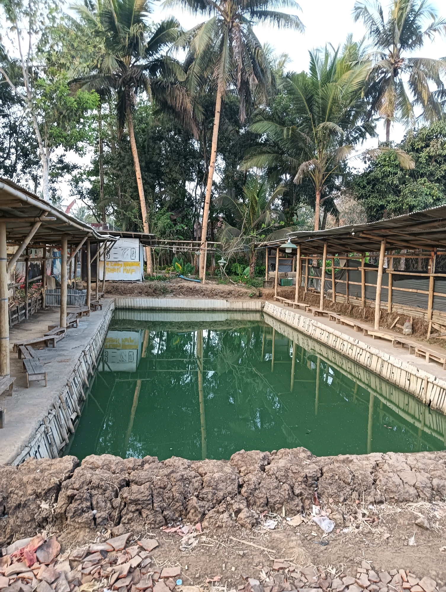 The image depicts an outdoor scene in Sucenjurutengah, Indonesia, featuring a rectangular pond with green water, likely used for aquaculture or a similar purpose. The pond is surrounded by a concrete and bamboo retaining wall, with numbers painted along the edge, possibly for water depth or stocking levels. To the left of the pond is a covered seating area constructed from bamboo and corrugated metal roofing, with wooden benches and tables. A sign with text and graphics is visible on the wall behind this area. To the right of the pond is another covered structure, also built with bamboo and metal roofing, appearing to house enclosures or pens, with some black netting visible. Tall palm trees and dense foliage form the background, suggesting a tropical or subtropical environment. The foreground consists of cracked dry earth, scattered debris, and some broken pottery or tiles. The sky is overcast, and the overall lighting suggests it is daytime. There are no people clearly visible in the image.