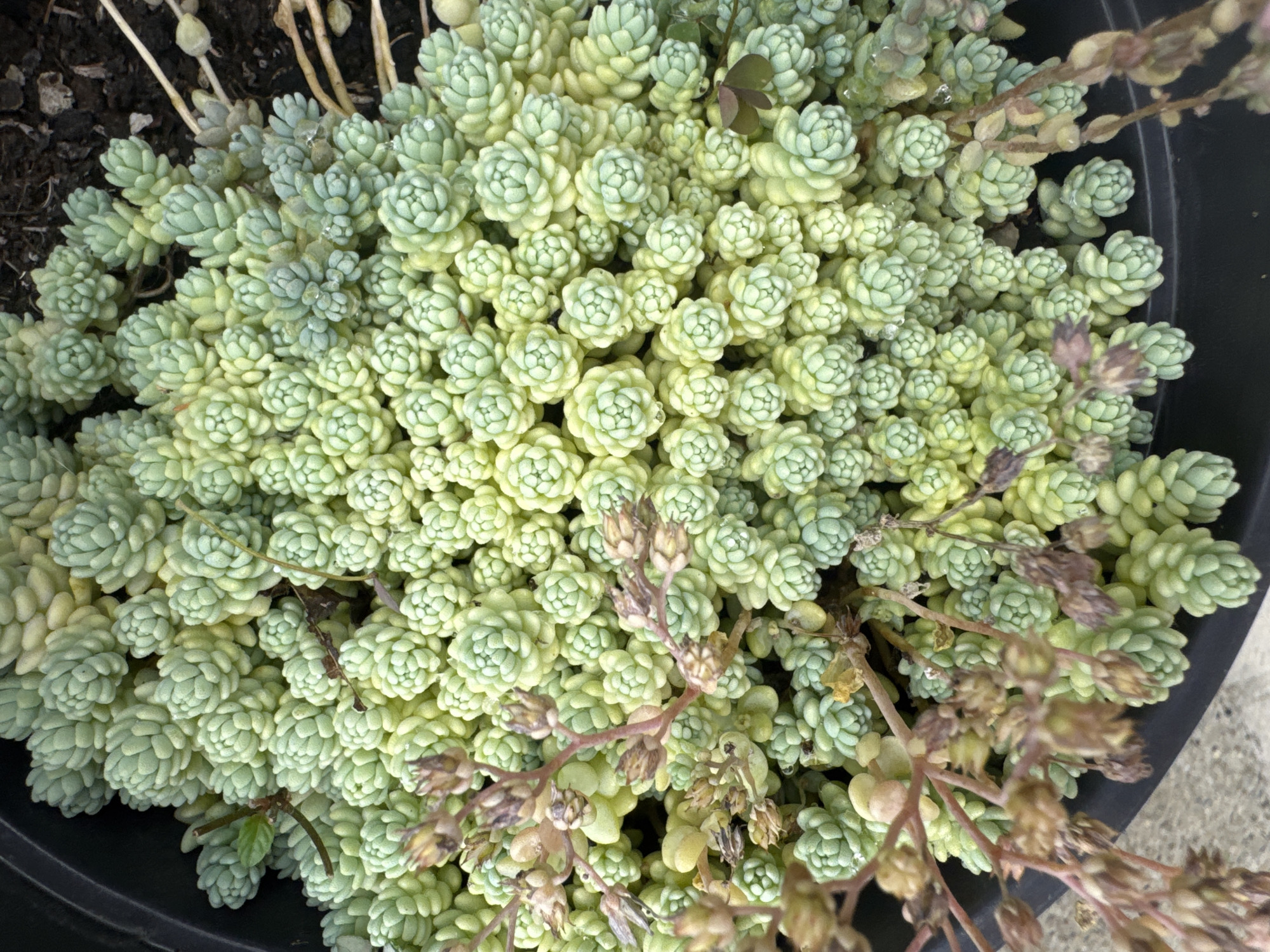 The image is a close-up, overhead view of a sedum plant with light green, bead-like leaves densely packed on its stems. The plant is in a black pot, and the background shows dark soil and a hint of a grey, concrete-like surface. Some dried, brown flower stalks with small seed pods are interspersed with the green foliage. There are no people or animals visible in the image. The scene appears to be outdoors, possibly in a garden or balcony setting in Sochi, Russia, given the context provided.