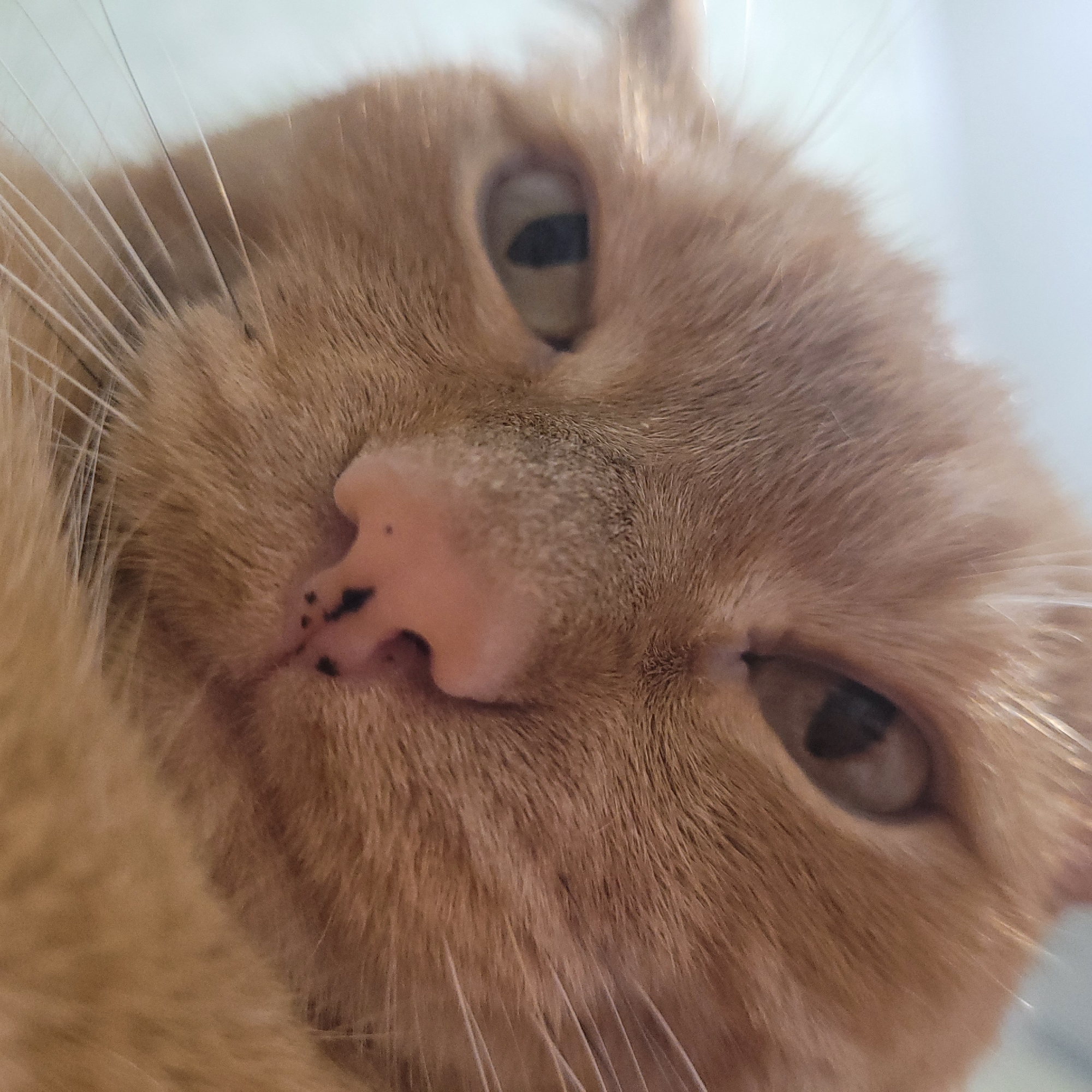 This is an extreme close-up photograph of the face of an orange tabby cat. The cat's fur is a warm, peachy-orange color. Its eyes are visible, with dark pupils and lighter irises. The cat's nose is pink with dark spots. Whiskers are prominent, long, and white. The background is out of focus and appears to be a pale, bright color, possibly a wall or sky. The image is taken from a low angle, looking up at the cat's face. There are no people or other animals in the frame. The location is unknown, and there are no identifiable landmarks or environmental features that suggest a specific city or setting.