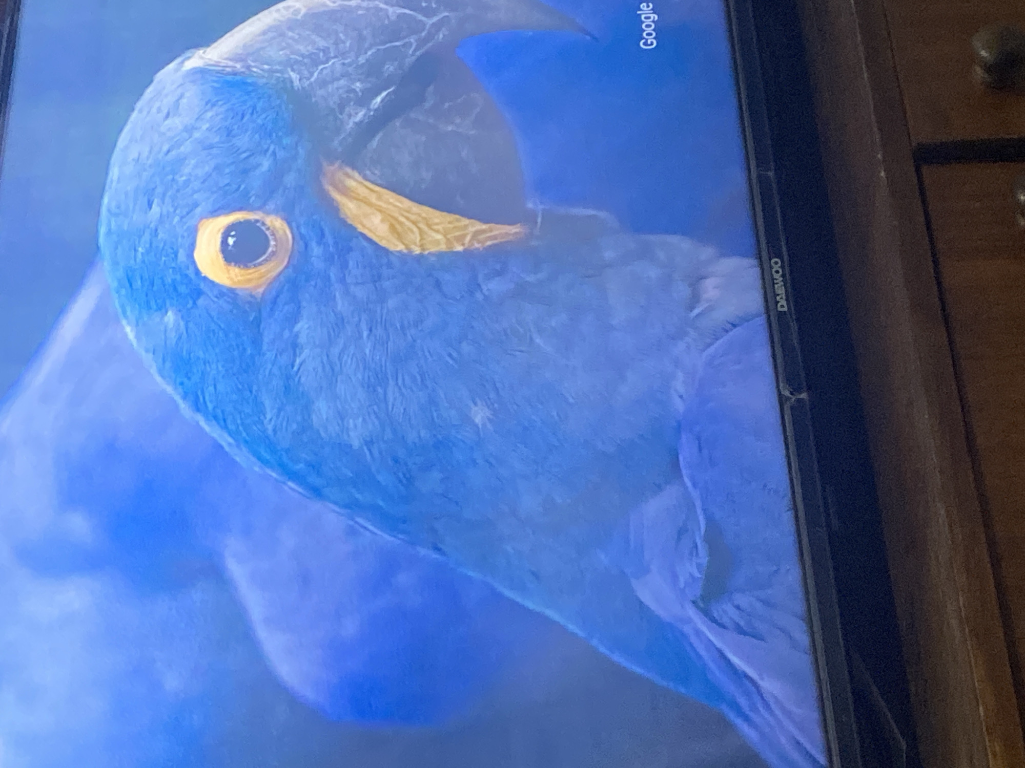 A close-up, eye-level shot captures a vibrant blue parrot with striking yellow around its eye and a yellow beak. The parrot's head is turned towards the right, showcasing its detailed feathers. In the lower right corner of the frame, the word "Google" is visible, suggesting the image might be displayed on a screen. A "DAEWOO" logo is present on the bottom bezel of the screen, indicating the brand of the display. The screen itself is resting on a wooden surface, possibly a piece of furniture. The lighting appears to be ambient, with no harsh shadows. The background is a soft blur of blue, consistent with the parrot's plumage and the overall screen display. The image is sharp and in focus on the parrot. No specific location in Smolyan, Bulgaria, can be identified from the visual information provided.