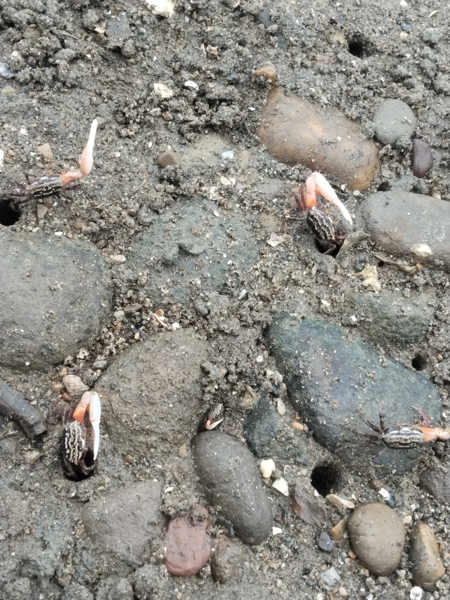 The image depicts a close-up, eye-level view of a muddy shore with several fiddler crabs. The crabs are small, with distinct dark and light markings on their carapace, and bright orange claws. One crab is prominently displayed in the foreground, facing towards the right with one large claw raised. Another crab is visible to the left, partially obscured by sand and rocks, with a similar posture. In the upper right quadrant, another crab is seen, its body partially submerged in the mud. Small pebbles and debris are scattered across the muddy surface, along with several small holes, presumably crab burrows. The overall scene suggests a natural habitat for these crustaceans. The location is Lhokseumawe, Indonesia, a city known for its coastal areas and proximity to the Strait of Malacca, which would be consistent with the presence of fiddler crabs.