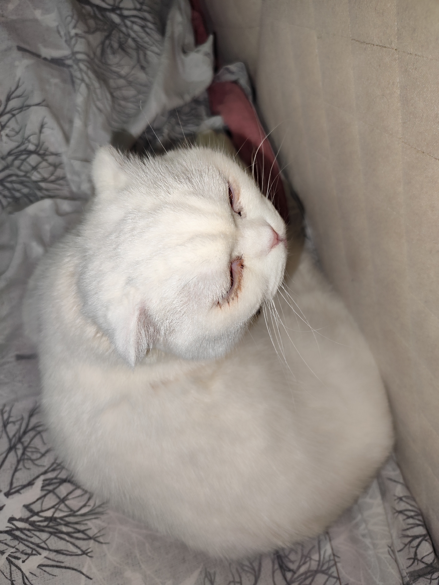 A white cat is curled up, possibly sleeping, on a grey and white patterned fabric next to a tan, vertical surface. The cat's eyes appear to be closed or nearly closed. The location is unknown.