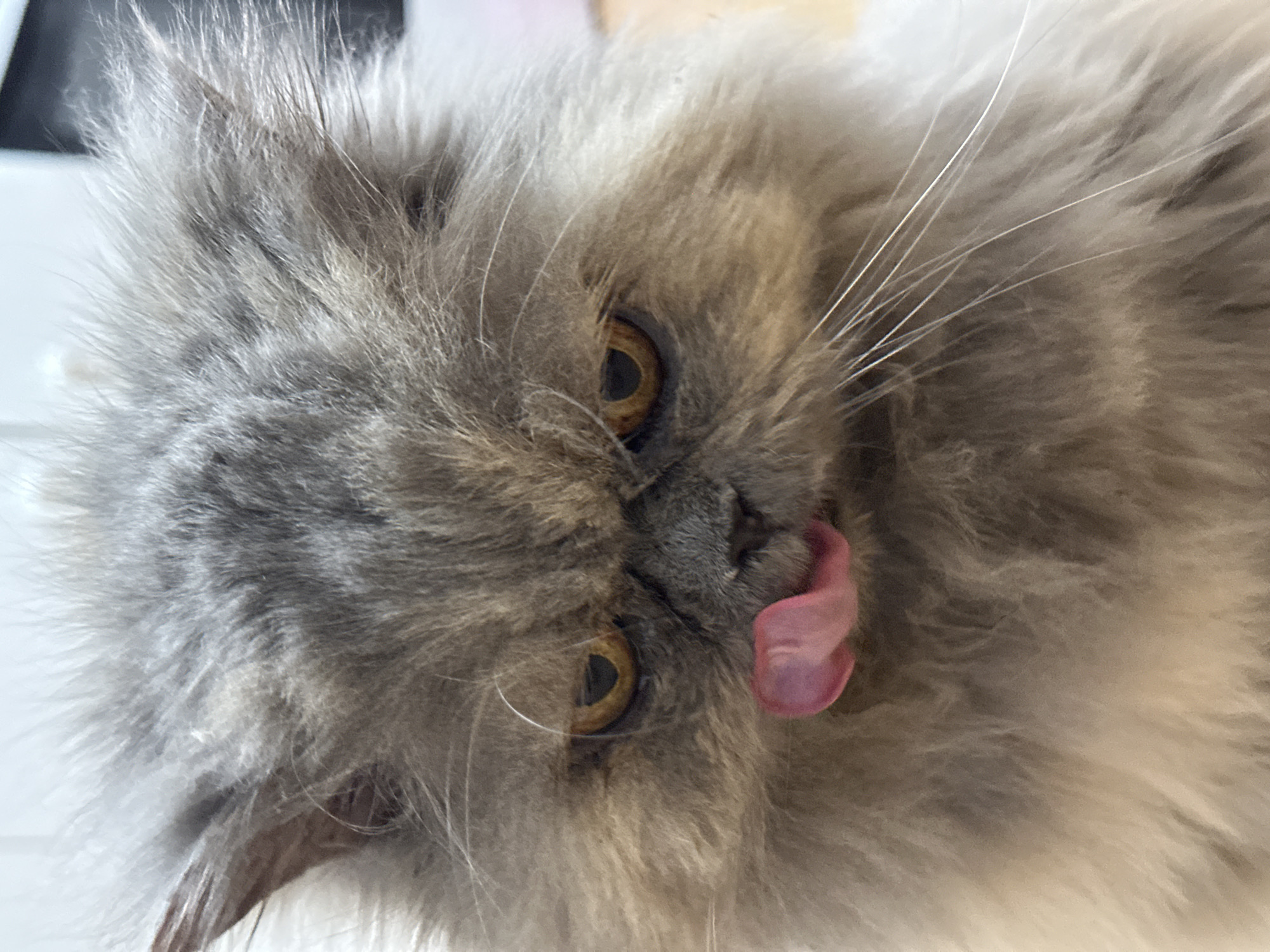 A close-up shot captures a fluffy grey cat with a pink tongue sticking out. The cat has amber eyes and is looking down. The background is out of focus, showing a blurred wooden surface and a hint of white and dark elements. There is no indication of any specific location in Chaikovsky, Russia.