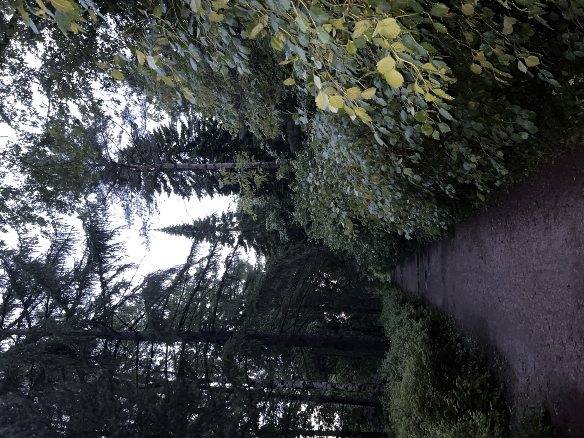 The image shows a pathway through a forest, likely in a park, with tall trees lining both sides. The path is made of dirt and gravel and appears to be a walking trail. The foliage is dense and green, suggesting a temperate climate. The sky is overcast, and the lighting suggests it is either early morning or late evening. The overall atmosphere is serene and natural. This scene is characteristic of the many parks and green spaces found within the city of Saint Petersburg, Russia, such as the Pavlovsk Park or the Tsarskoye Selo gardens, known for their extensive landscapes and walking paths. There are no people or animals visible in the image.