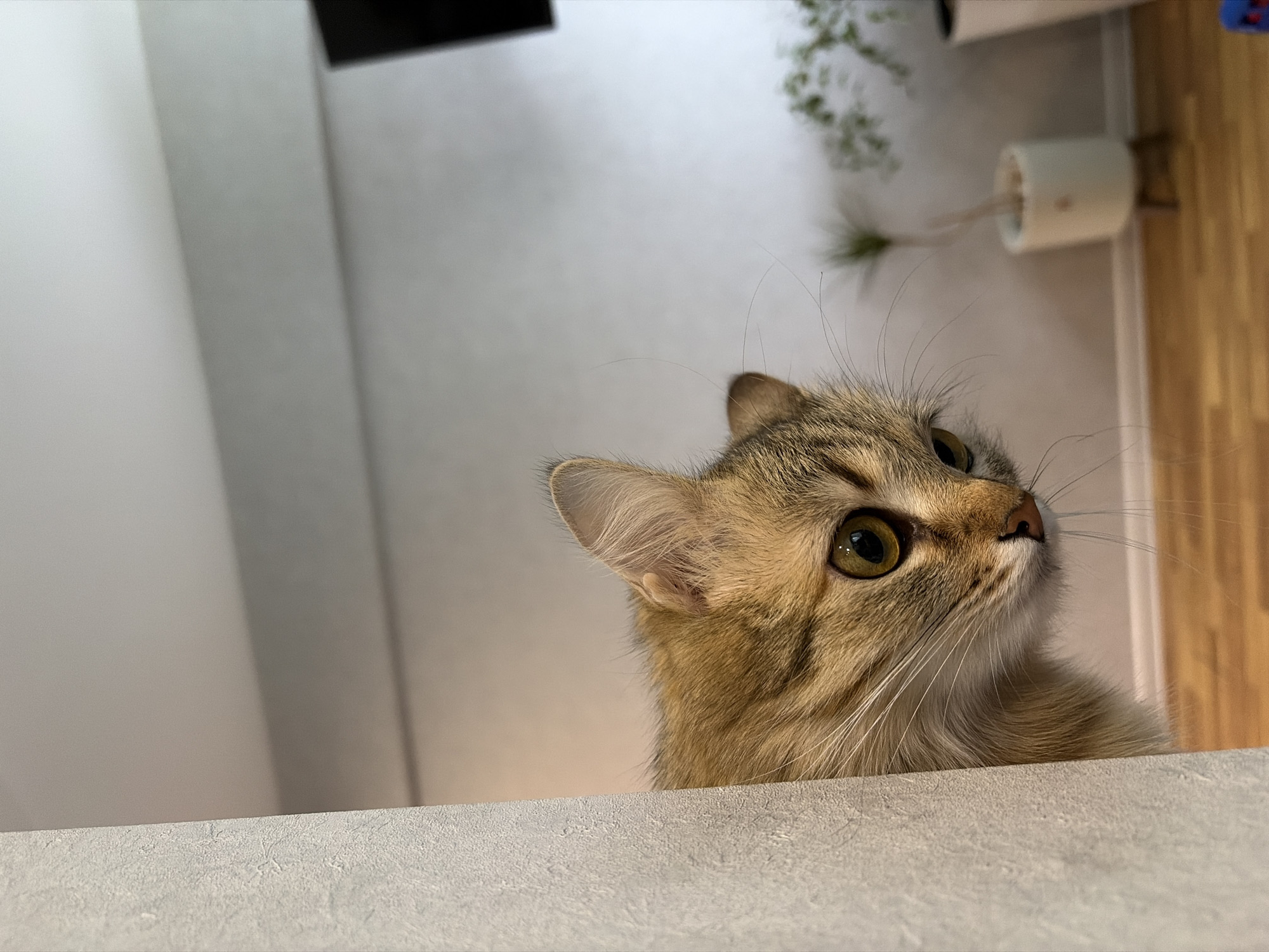 A light brown tabby cat with green eyes peeks over a textured, light gray surface. The cat's head is angled upwards and to the right. In the blurred background are white walls, a partially visible black object at the top left, a potted plant, and a light-colored cylindrical object mounted on the wall. The floor is a light wood. It is impossible to determine if this image was taken in the city of Chaikovsky, Russia, given the available visual information.