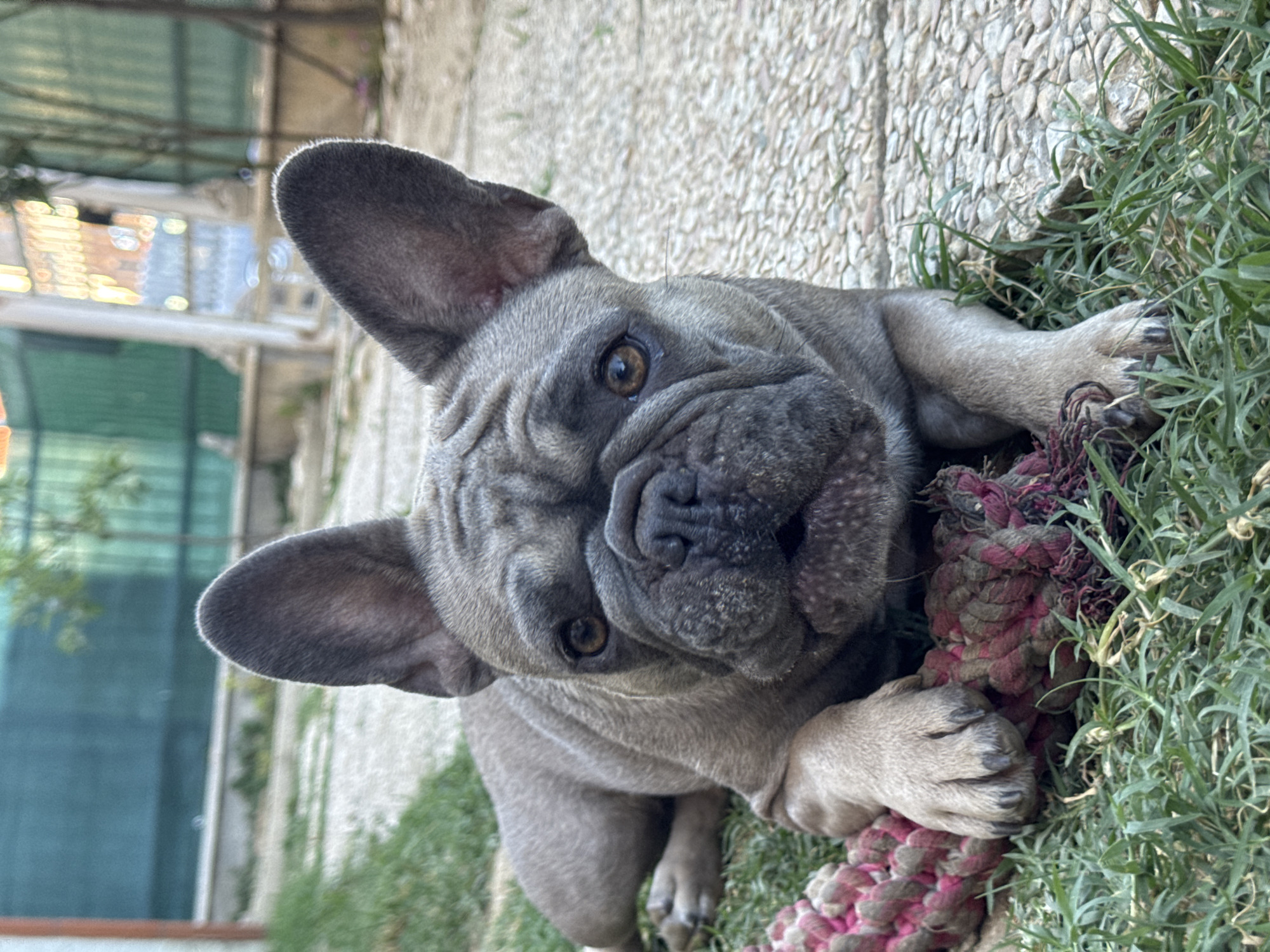 A French bulldog is lying on grass and a stone pathway outdoors. The dog is facing forward, with its head slightly tilted and its ears perked up. A pink and red rope toy is in front of the dog. In the background, there is a green fence and some trees. The scene is likely in a residential backyard or park in San Benedetto del Tronto, Italy.
