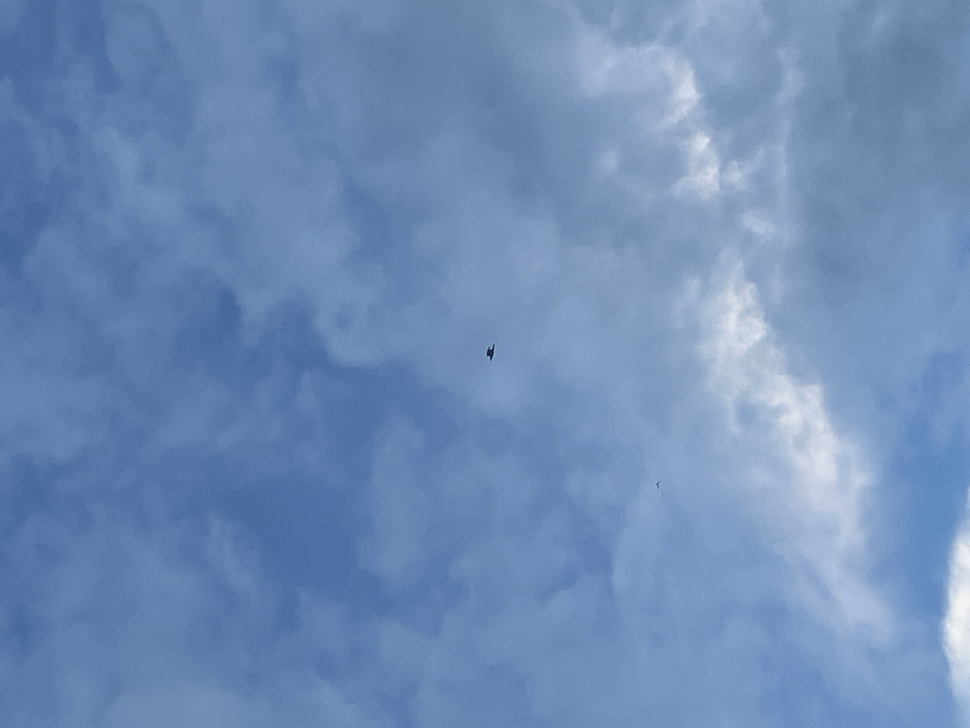 The image shows a dark silhouette of a small, bat-like object in flight against a cloudy blue sky. The object is positioned in the upper center of the frame and appears to be a bat, given its shape and apparent wing structure. The sky is filled with various cloud formations, ranging from wispy, lighter clouds to denser, darker ones, suggesting a partly cloudy or overcast day.
The time of day is difficult to determine precisely, but the lighting on the clouds and the overall brightness of the sky suggest it could be daytime, possibly mid-morning or afternoon. The location is identified as Chelyabinsk, Russia. There are no discernible location cues within the image itself, such as buildings or landmarks. No people are visible. The dominant colors are various shades of blue and white from the sky and clouds.
The activity taking place is the flight of the bat. There are no other evident activities. Notable details include the silhouette of the bat, its dark coloration contrasting with the bright sky, and the texture of the clouds. The image evokes a sense of nature and the outdoors, with the bat being a creature of the night or twilight, here captured in daylight. There is no visible text in the image.