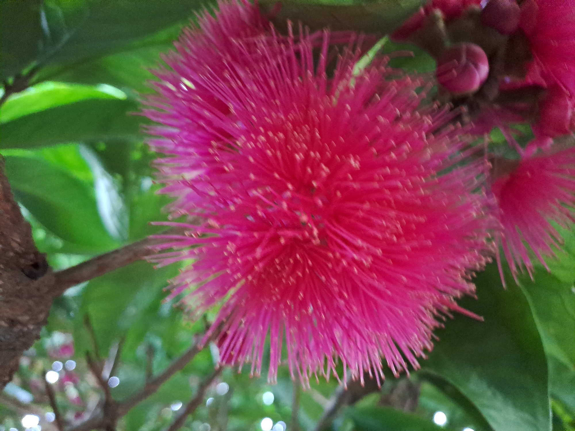 A close-up, outdoor photograph captures a vibrant pink, star-shaped flower with numerous delicate stamens radiating outwards. The flower is in sharp focus, with its intricate details clearly visible. Behind the flower, a blurred background of lush green leaves suggests a natural, botanical setting. A section of a brown branch is visible in the upper left corner, adding to the organic feel of the scene. The image appears to be taken in Lhokaweawe, Indonesia, likely in a garden or park, given the abundance of greenery and the type of flora depicted. The lighting suggests it is daytime, with diffused sunlight illuminating the flower.