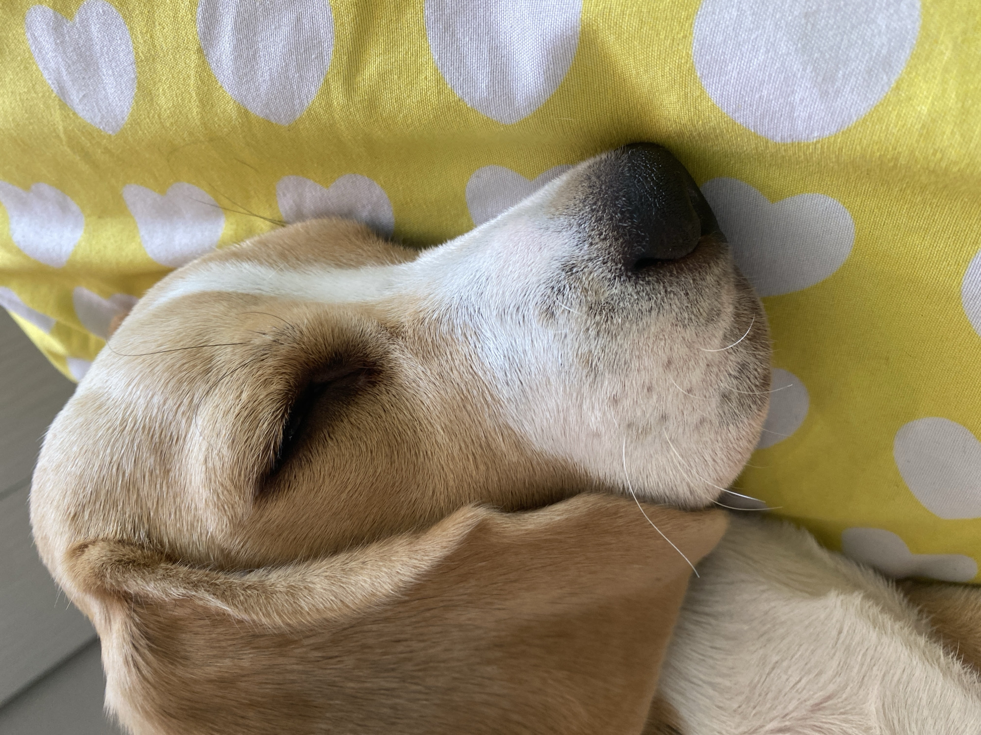 The image shows a close-up of a beagle dog sleeping on a yellow blanket with white heart-shaped patterns. The dog's eyes are closed, and its head is resting on the blanket. The dog's fur is a mix of white, brown, and black. The blanket is soft and appears to be made of cotton. There is no indication of the location being in the city of Perm, Russia.