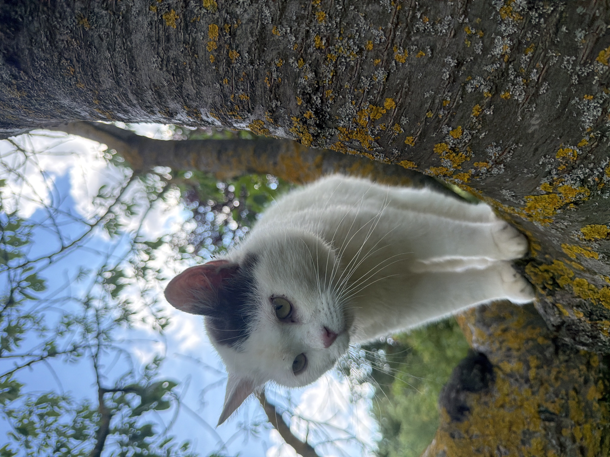 The image shows a close-up, low-angle shot of a white and black cat perched on a tree branch. The cat is looking downwards towards the camera, with its green eyes visible. It has a patch of black fur over its left ear and eye. The tree branch is rough and textured, covered in patches of yellow and grey lichen. Through the branches and leaves of the tree, a bright blue sky with some scattered white clouds is visible, suggesting it is daytime with clear or partly cloudy weather. The overall impression is that the cat is in a natural outdoor setting, possibly a garden or park, and has climbed the tree. The perspective suggests the photographer is looking up at the cat from below. There is no visible text in the image. The scene does not depict any specific activity or event beyond the cat being on the branch.