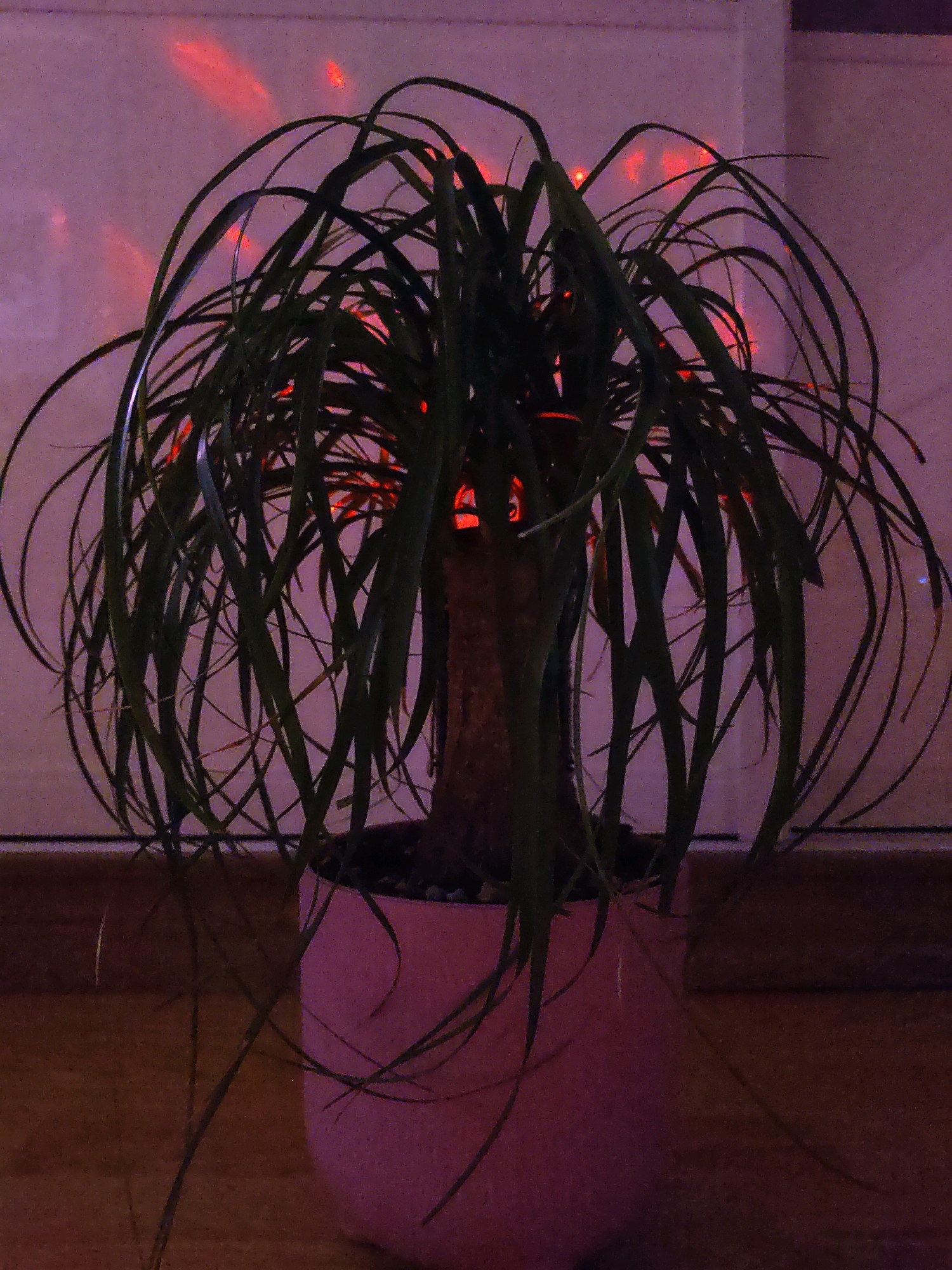A Ponytail palm plant in a pink pot sits on a wooden floor. Red lights are projected onto the wall behind the plant, creating a bokeh effect. The plant has long, thin, green leaves that arch outwards. The pot is textured and appears to be made of ceramic or a similar material. The background wall is light-colored and slightly textured. The image is dimly lit, with the red lights providing the primary illumination. There are no people visible in the image. The location is the city of Rostov-on-Don, Russia.