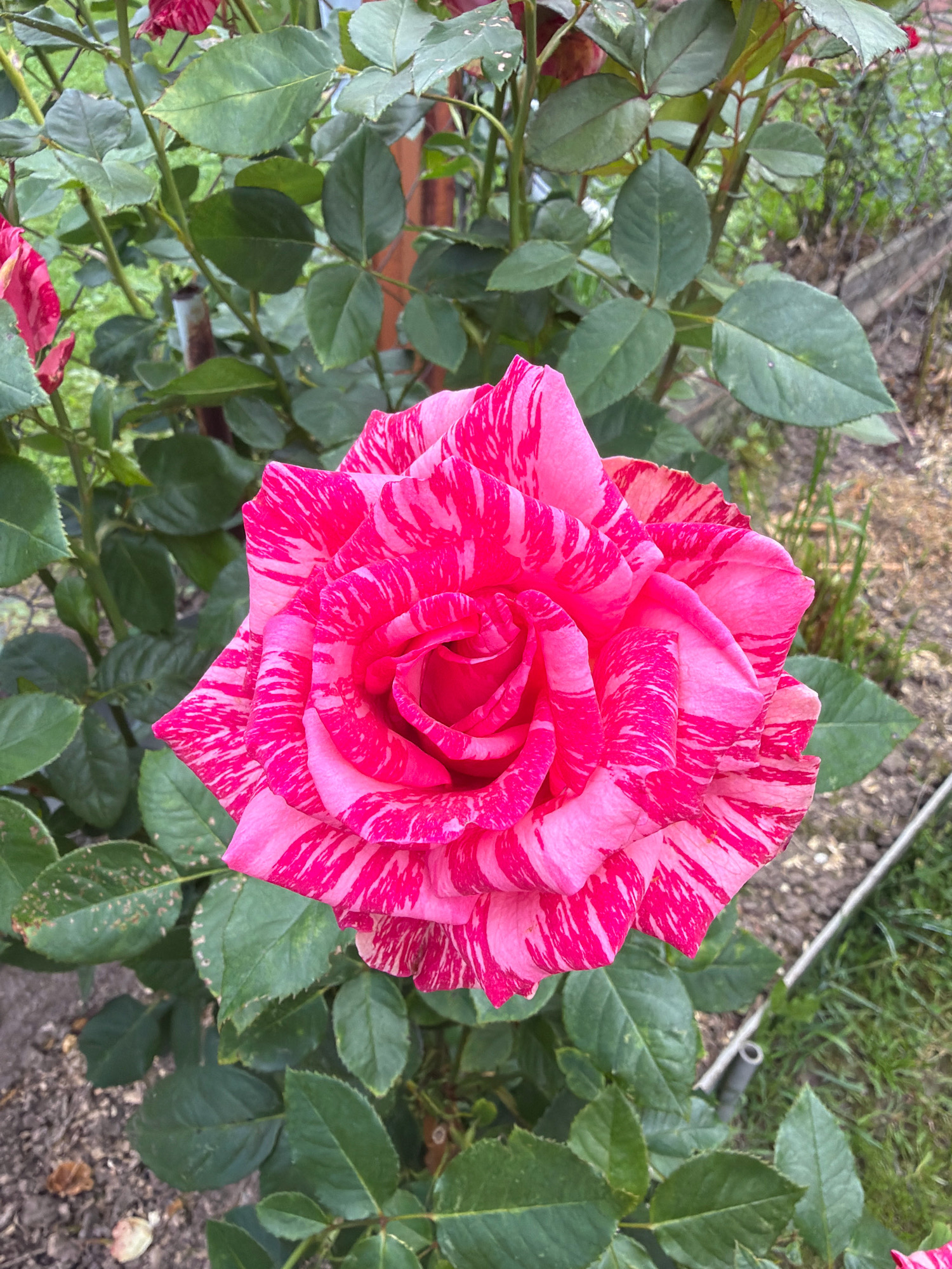 A close-up shot shows a vibrant, bi-colored rose with petals striped in shades of bright pink and white. The rose is in full bloom, with its delicate petals unfurling in a spiral pattern at the center. It is surrounded by lush green foliage and thorny stems, characteristic of a rose bush. In the background, a rustic garden setting is visible, with hints of dry soil, grass, and a weathered wooden fence or structure. The lighting suggests an outdoor environment, likely a garden or park. The image does not contain any identifiable people or actions. The overall impression is one of natural beauty and the blooming of a single, striking flower.
