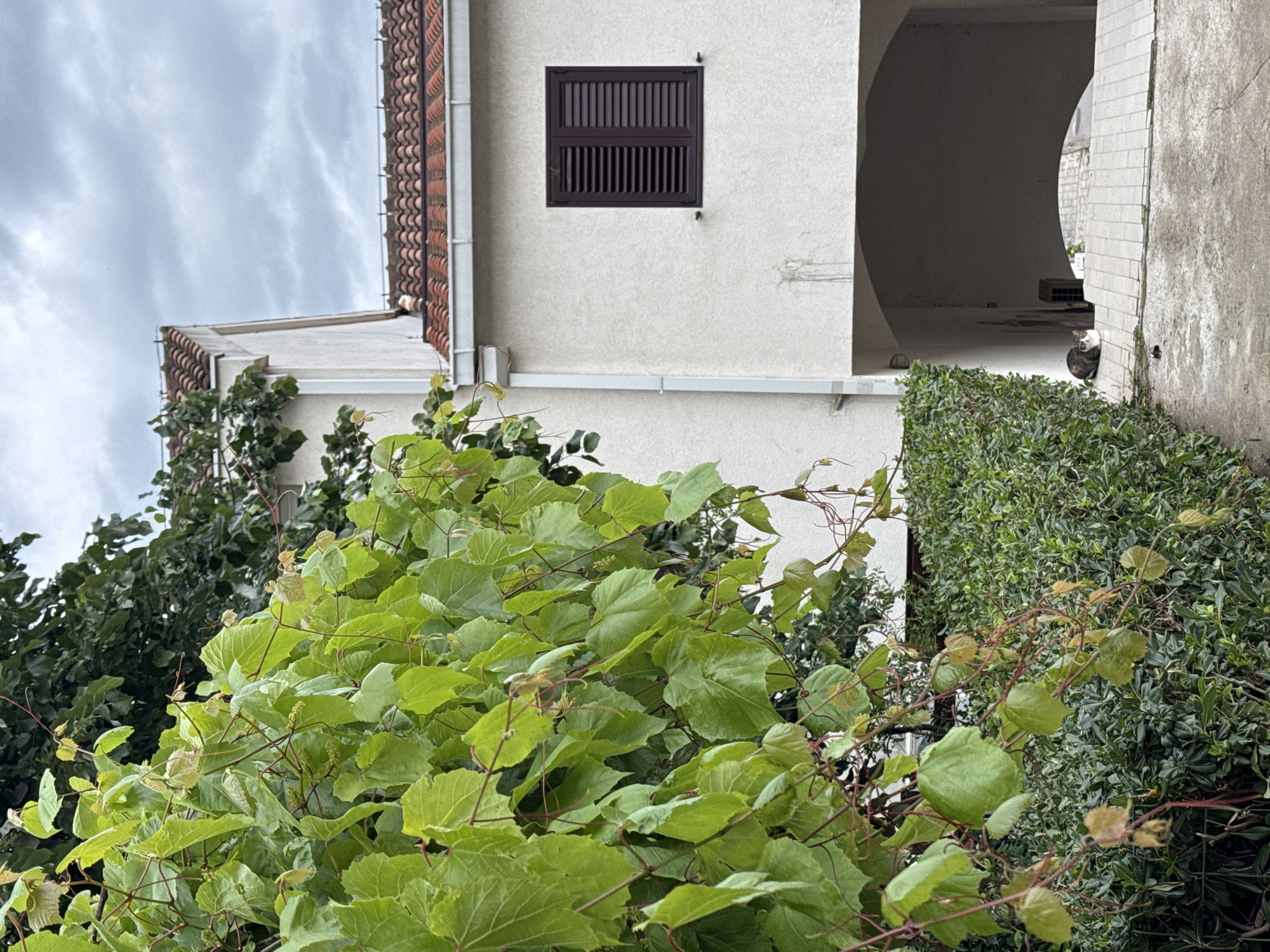 The image shows a three-story building with a white facade, red tile roof, and a brown window shutter. An arched passage is on the right side of the building. Green foliage, possibly vines and bushes, partially obscures the building. The sky is cloudy. A cat is present at the base of the archway. The location is most likely in the city of Budva, Montenegro.