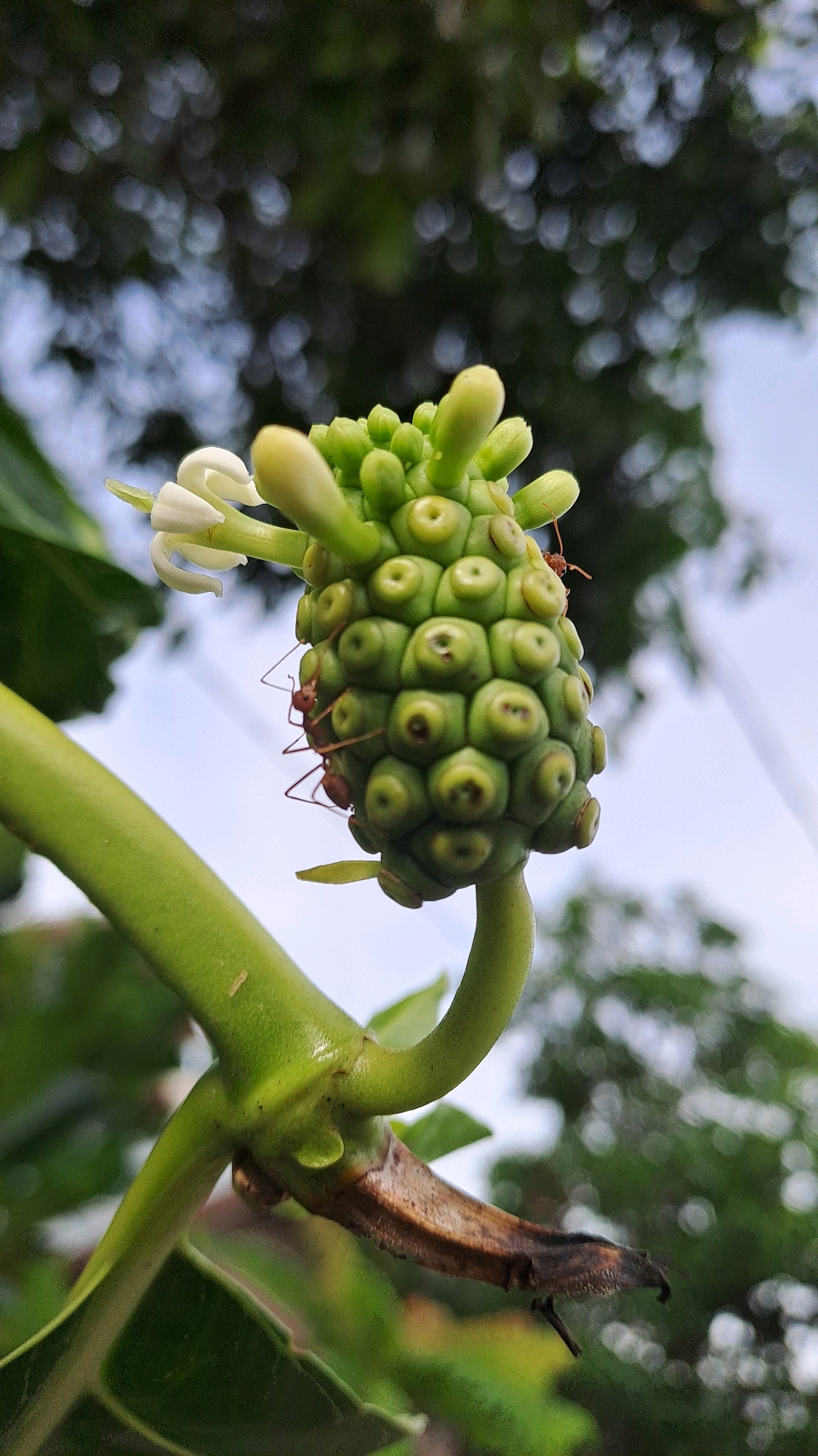 A close-up, vertical, outdoor, eye-level shot focuses on a small, immature noni fruit and its stem, set against a blurred background of foliage and sky. The fruit is green and bumpy, with several small, budding flowers attached to its top. Two red ants are visible on the fruit, one near the top and another on its side. The stem is thick and green, curving upwards and attaching to the fruit. A dried, brown stem remnant is also visible below the fruit. The overall impression is of a detailed, natural scene, likely captured in a garden or park. The location, Julicotmeurak, Indonesia, is mentioned, but the image itself does not provide any visual cues to confirm this specific location.