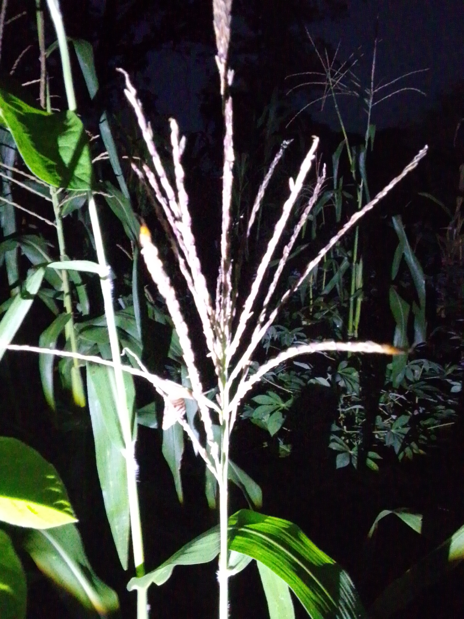 In Serti, Nigeria, at night, a cornfield is illuminated by artificial light, highlighting the tassels of the corn plants. The stalks and long, green leaves of the corn are visible, interspersed with darker foliage in the background. The scene is dense with vegetation, creating a natural, outdoor setting. There are no people or animals present in the image, and no activity is taking place. The lighting suggests a deliberate illumination of the field, possibly for agricultural monitoring or aesthetic purposes.