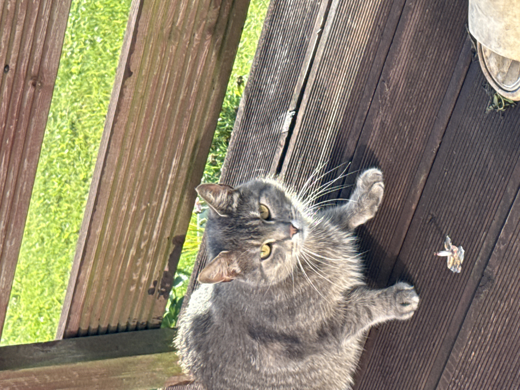 A grey tabby cat with yellow eyes sits on a brown wooden deck. The cat is positioned on the left side of the frame, facing forward. Behind the cat, a wooden bench or railing is visible, with green grass beyond. The scene appears to be outdoors, with sunlight casting shadows. A small, colorful object, possibly a piece of candy or a discarded wrapper, is on the deck in front of the cat. The overall setting suggests a domestic or garden environment, possibly in the city of Galinė, Lithuania, given the context provided.