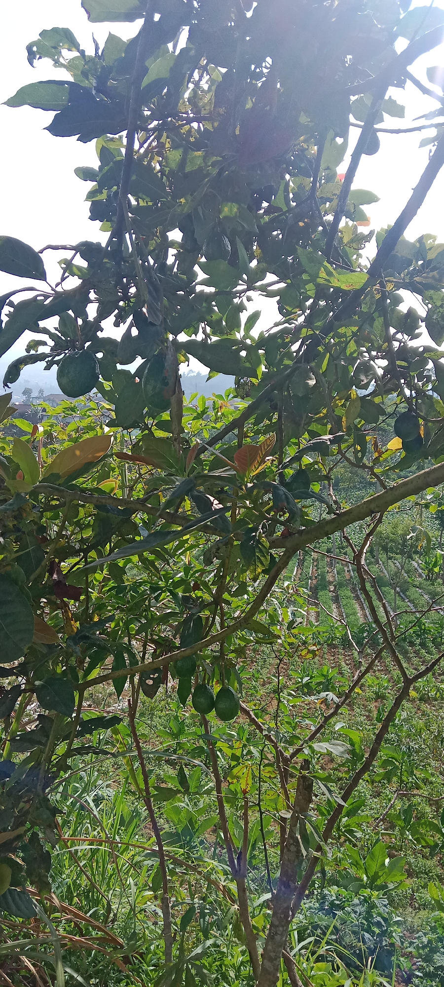 This is a vertical, eye-level, outdoor, medium shot photograph taken in the city of Watumalang, Indonesia. The image is dominated by the branches and leaves of an avocado tree, with several green avocados visible hanging from the branches. The sun is bright and high in the sky, casting rays through the leaves and creating a lens flare in the upper right corner of the image. In the background, a lush green landscape with agricultural terraces can be seen, suggesting a rural or mountainous environment. The overall scene depicts a fruit-bearing tree in a natural setting.
