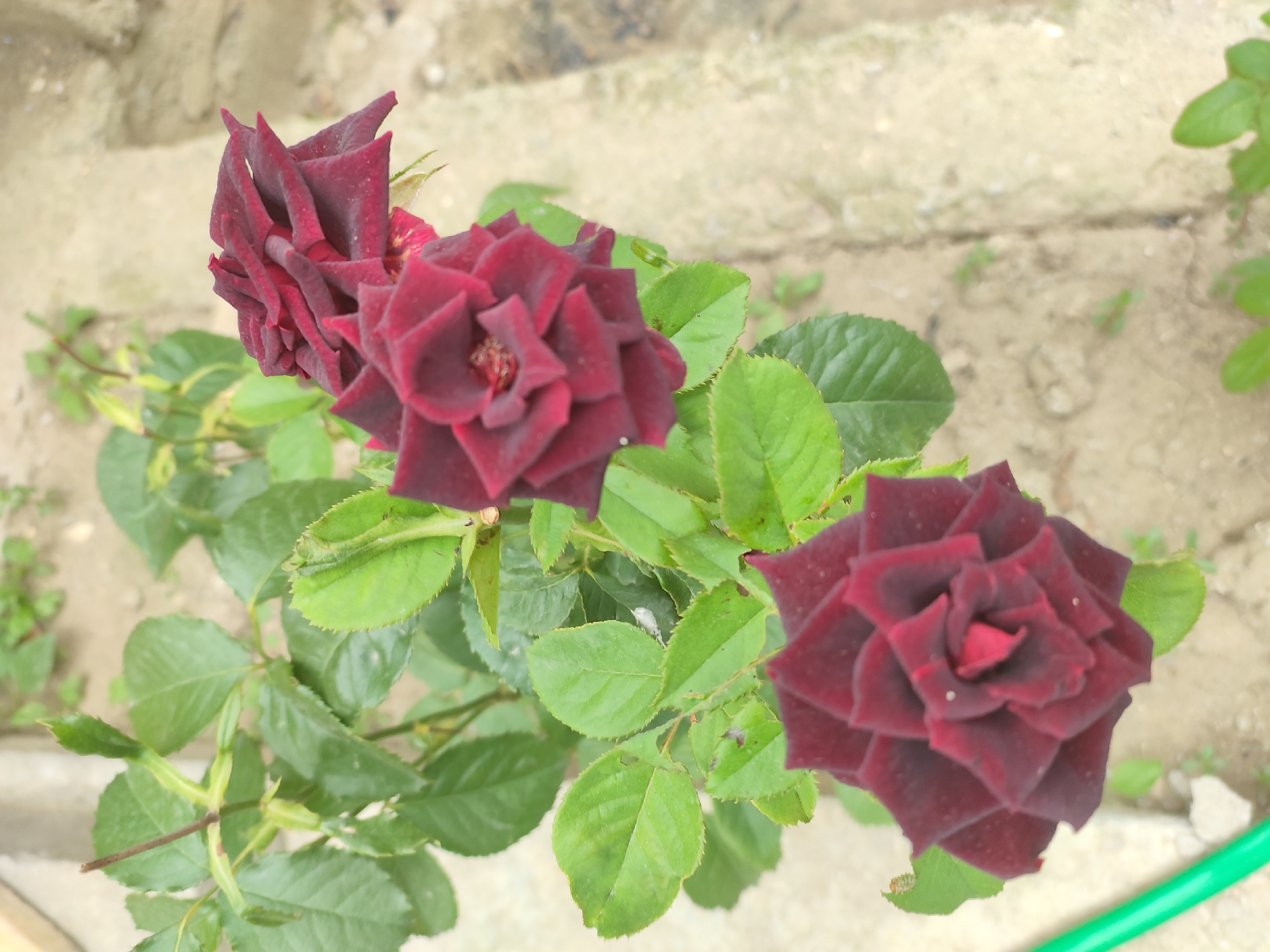 A close-up, overhead shot captures a dark red rose bush with three blooms and lush green foliage. The roses are a deep, velvety crimson with tightly furled petals, giving them a geometric, star-like appearance. The leaves are varied in size and shape, with some showing serrated edges. The background consists of sandy soil and rough, light-colored concrete structures, suggesting an outdoor environment. A thin green object, possibly a garden stake or hose, is visible in the lower left corner. The lighting is bright, creating sharp shadows on the petals and highlighting the texture of the leaves. The scene appears to be in a garden or a similar outdoor setting.
