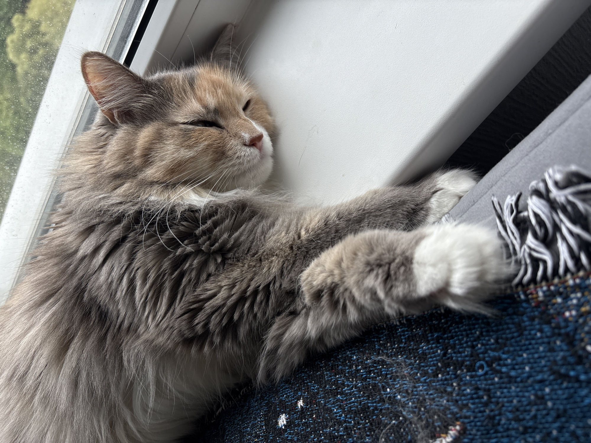 A close-up, eye-level shot shows a fluffy, long-haired cat sleeping soundly on a dark blue blanket. The cat, predominantly grey with lighter cream-colored fur on its face and chest, is positioned on its side, facing left with its eyes closed. Its front paws are extended forward, with one paw resting on a white ledge that appears to be part of a windowsill. The other paw is partially obscured by its body and the blanket.
The cat's fur is thick and appears soft. Its ears are pointed and relaxed. The background features a window with a blurry green and white pattern visible through it, suggesting foliage and possibly a bright sky outside, indicating it could be daytime. Sunlight streams in, casting a shadow on the white ledge. The blanket the cat is sleeping on has a textured weave and a fringe of black, white, and grey threads along its edge. The scene evokes a sense of peace and comfort, with the cat appearing deeply asleep and relaxed in its chosen napping spot. There is no visible text in the image.