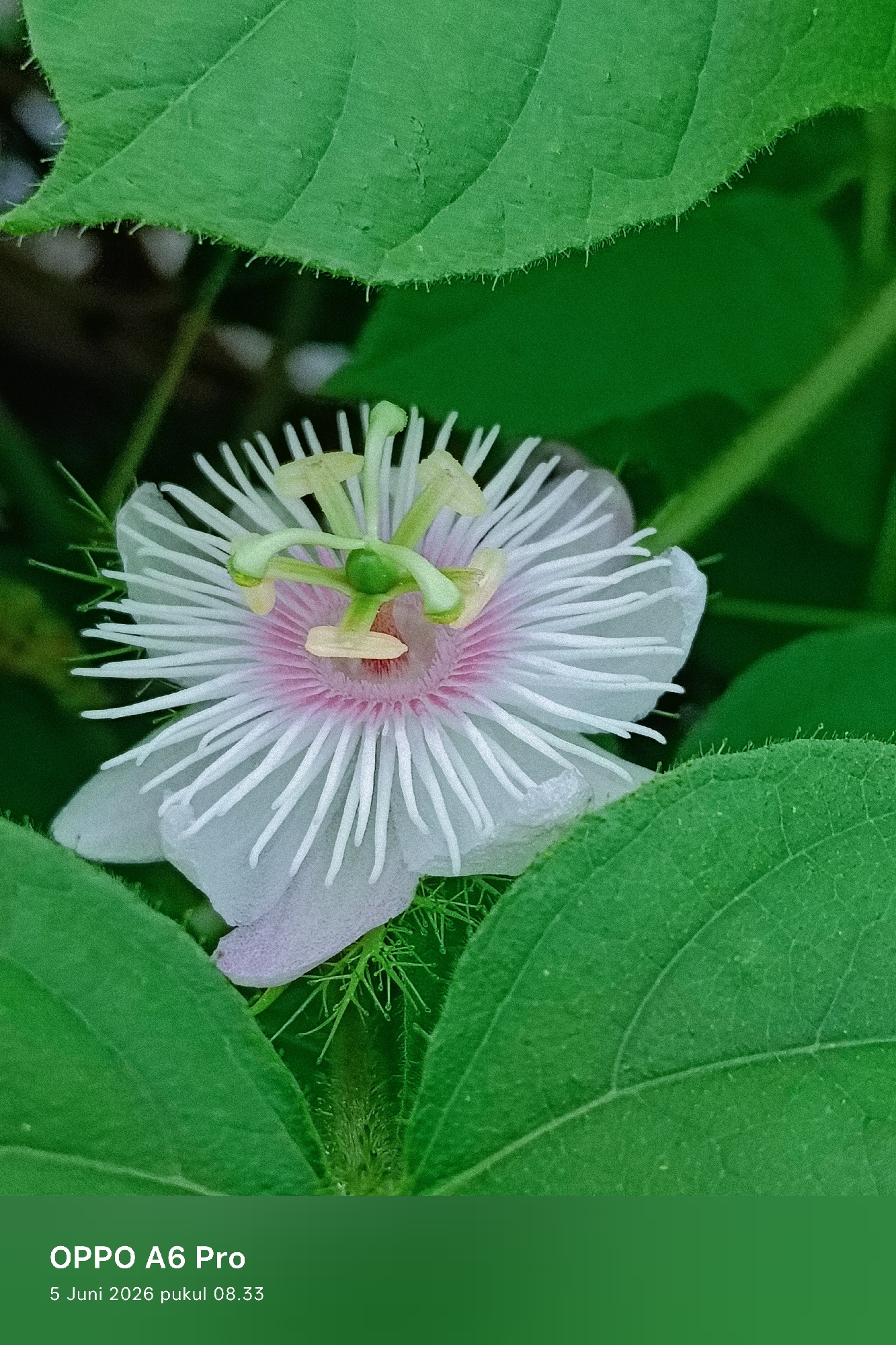 The image is a close-up photograph of a vibrant white and pink flower, likely a species of passionflower (Passiflora), nestled among green leaves. The flower, positioned centrally, features delicate white petals and a striking corona of numerous white, slender filaments radiating from a distinctive pinkish-purple central ring. Its reproductive organs, including light green stamens and pistils, form an intricate, slightly yellowish structure at the core.
Surrounding the bloom are large, textured green leaves, some partially visible in the foreground and background, slightly out of focus. The edges of the leaves appear faintly hairy, and their veins are discernible. Thin, wispy green tendrils or fine foliage also frame the base of the flower. The setting is outdoors, showcasing natural light, and the overall impression is one of serene botanical detail.
The photograph was taken in Lhokseumawe, Indonesia. Visible text on the lower left corner indicates "OPPO A6 Pro" as the camera device, and "5 Juni 2026 pukul 08.33" specifies the date as June 5, 2026, and the time as 8:33 AM, suggesting it was captured in the morning light. There are no human subjects or explicit activities depicted.
