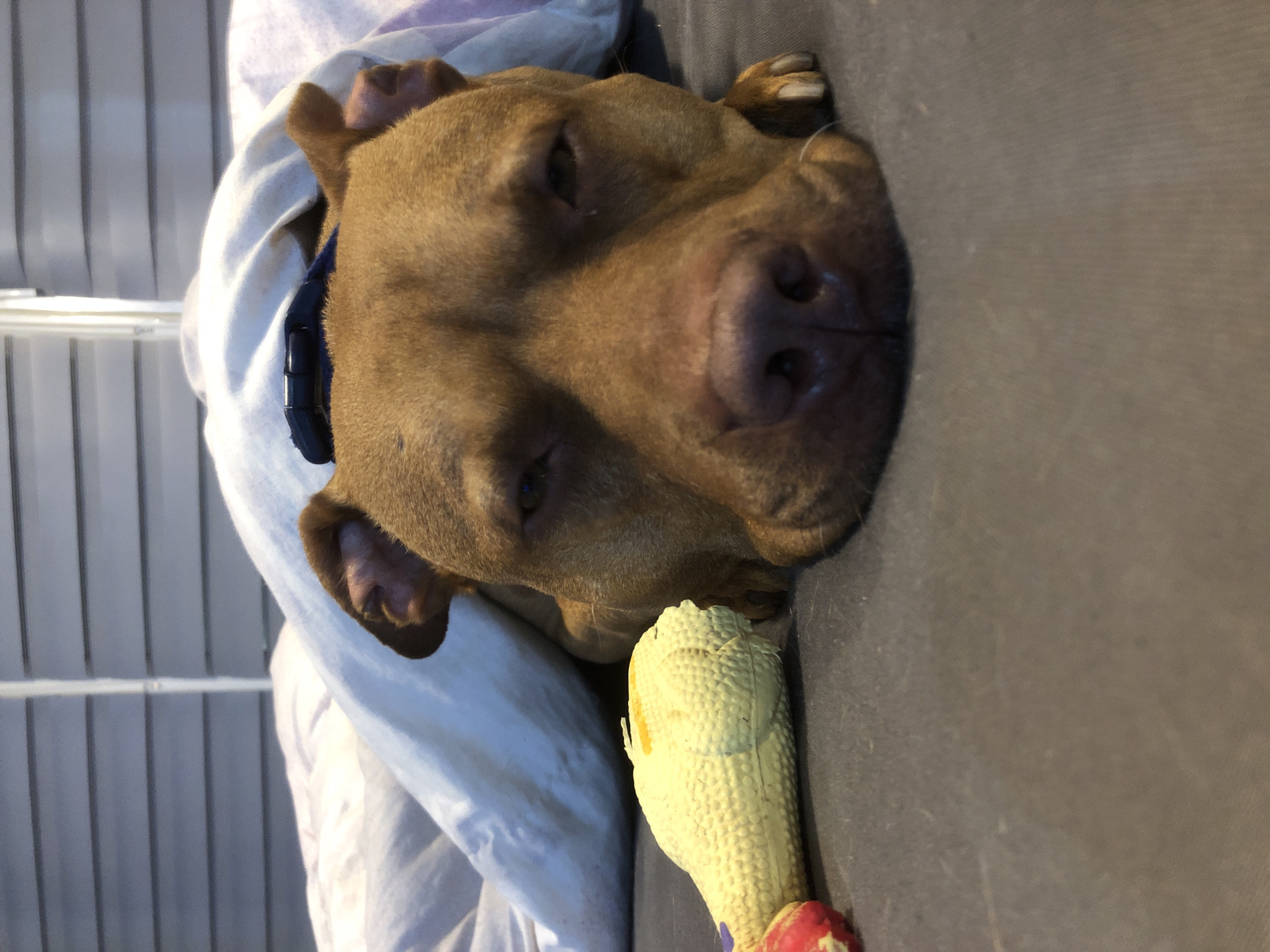 A brown pit bull-type dog wearing a blue collar is lying on a gray surface near a white and lavender patterned bedding. A yellow rubber chicken toy with a red area is situated near the dog. The environment appears to be indoors, possibly a dog bed or couch. There is no clear indication of the location being Sofia, Bulgaria.