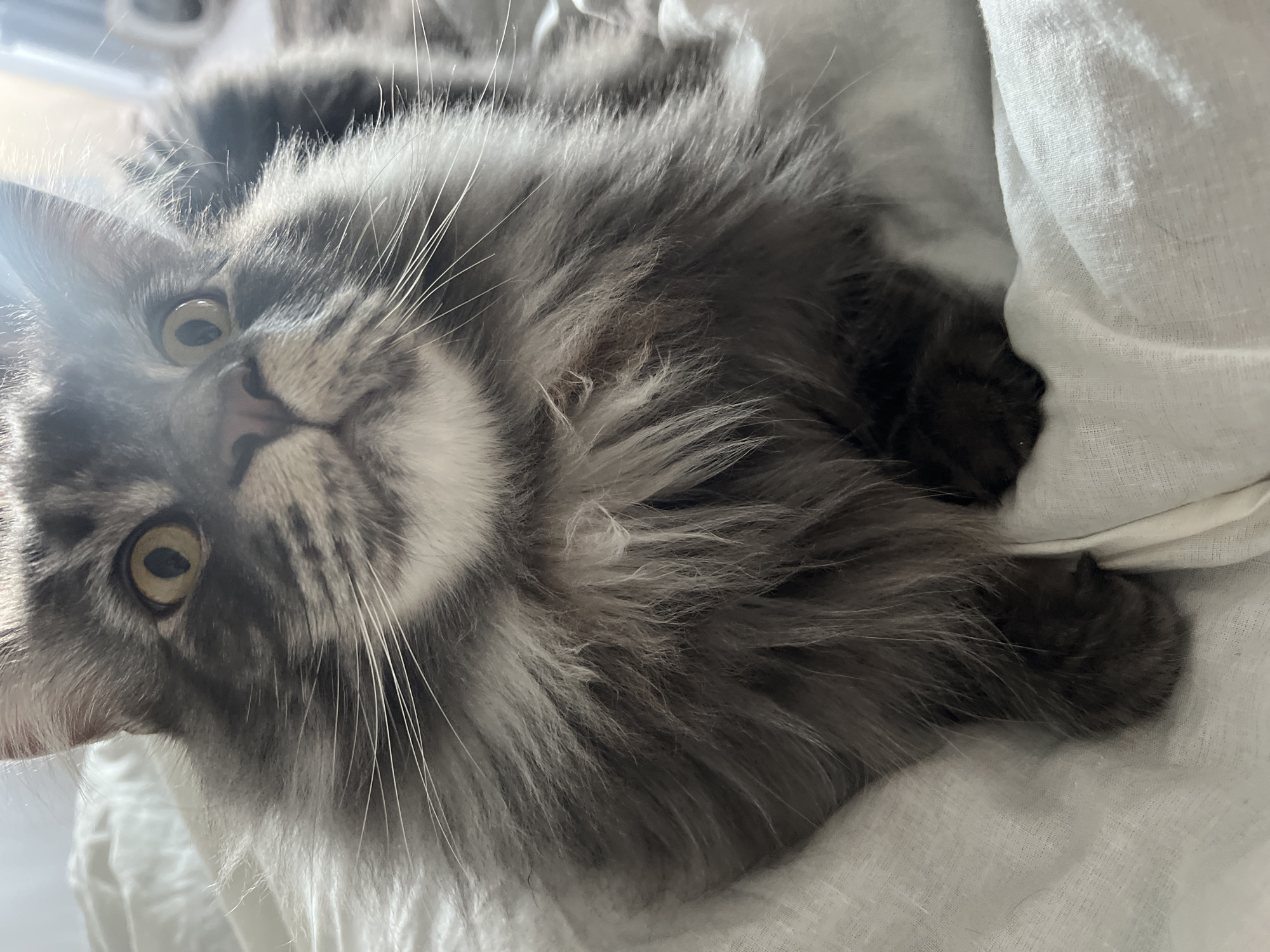 A gray, long-haired cat with yellow eyes lies on a white sheet. The cat is facing upwards, with its nose and paws visible. The location is not discernable from the image.