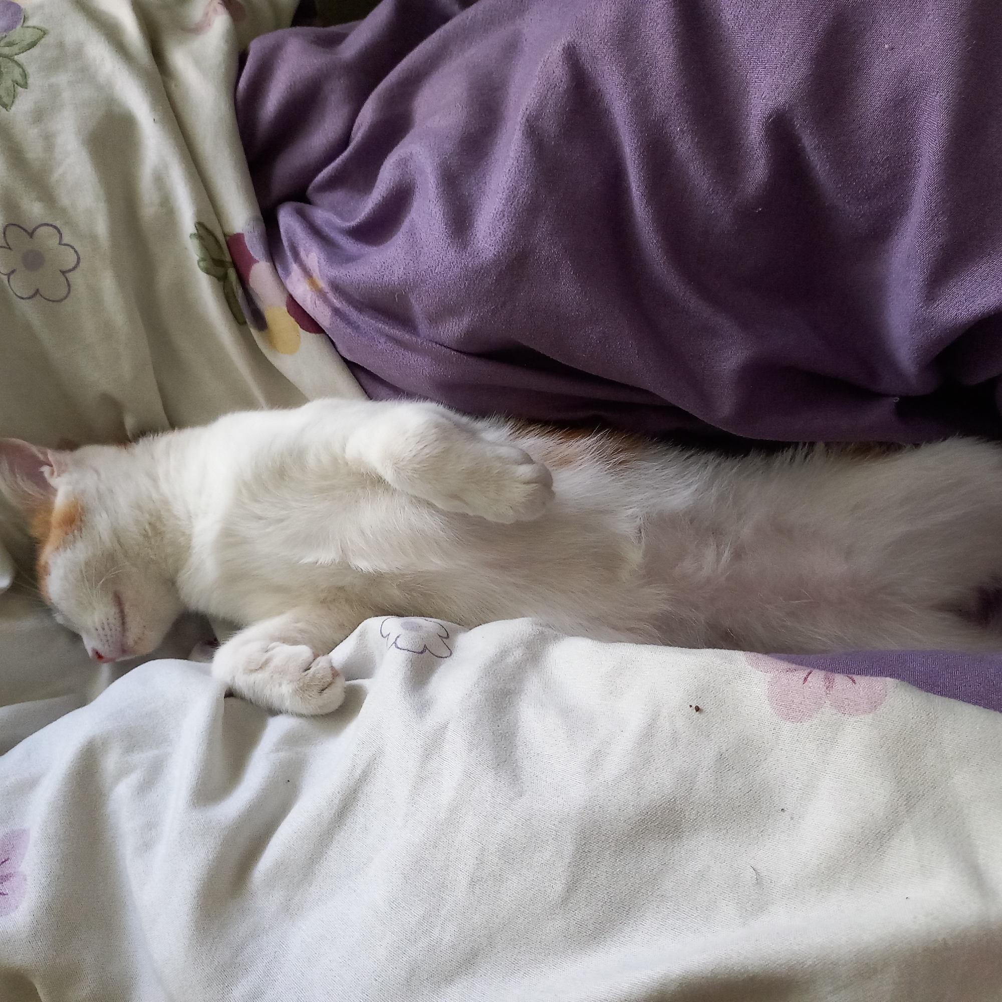 The image shows a white and orange kitten sleeping on a bed with floral patterned sheets. The kitten is lying on its back with its paws in the air. The sheets are white with purple and pink flowers. There is a purple blanket next to the kitten. The scene appears to be indoors, likely in a bedroom. The specific location of Klyntsi, Ukraine is not determinable from the image.