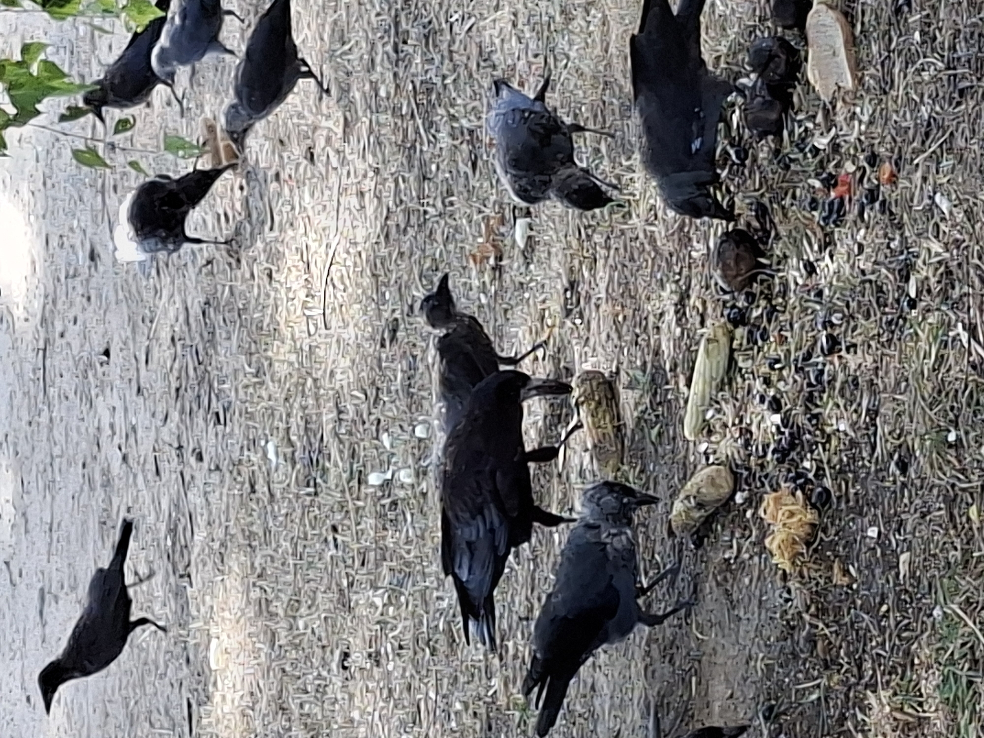 In Mazyr, Belarus, a flock of crows is gathered on a dirt ground covered with dry leaves and grass. The crows are foraging for food, with some pecking at seeds and pieces of corn scattered on the ground. One crow is captured mid-stride, its wings slightly extended, while others are bent over, intensely focused on their meal. The environment appears to be outdoors, possibly a park or backyard, with some greenery visible in the background. The lighting suggests it is daytime.