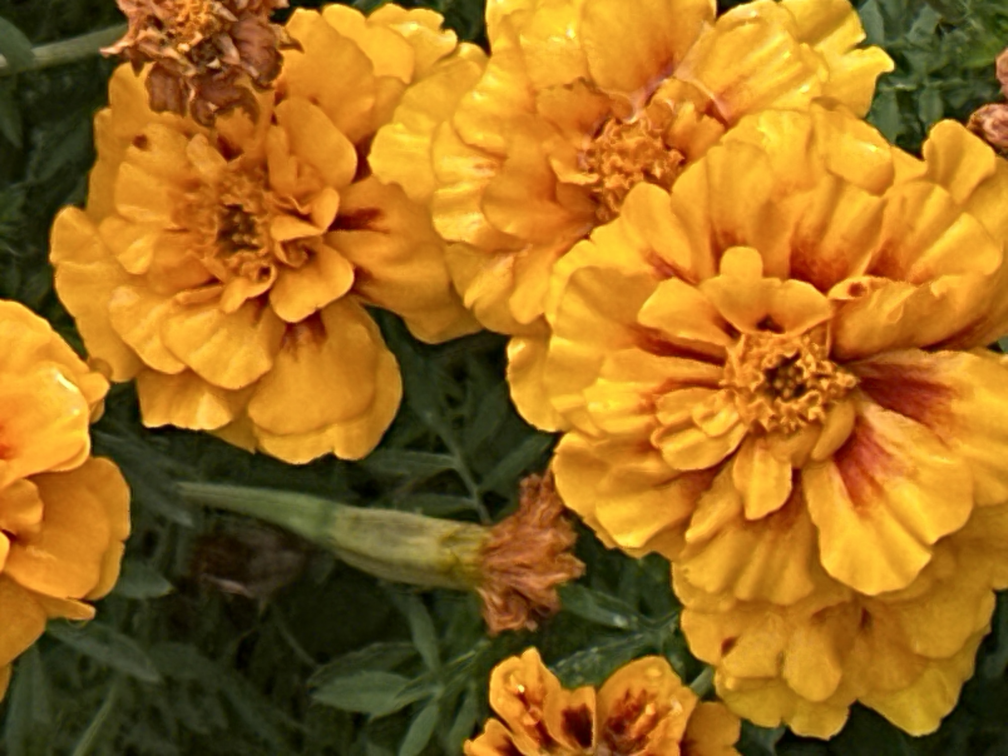 The image is a close-up, overhead shot of several bright orange marigold flowers in bloom, set against a dark green leafy background. The flowers are vibrant and detailed, showcasing their layered petals and textured centers. In the center of the image, a single marigold stem is visible, with its dried, shriveled base extending downwards. The lighting is bright, emphasizing the saturated colors of the flowers. The scene appears to be a garden or a natural setting, with no visible man-made structures or human presence. There is no indication of the location in Podolsk, Russia.