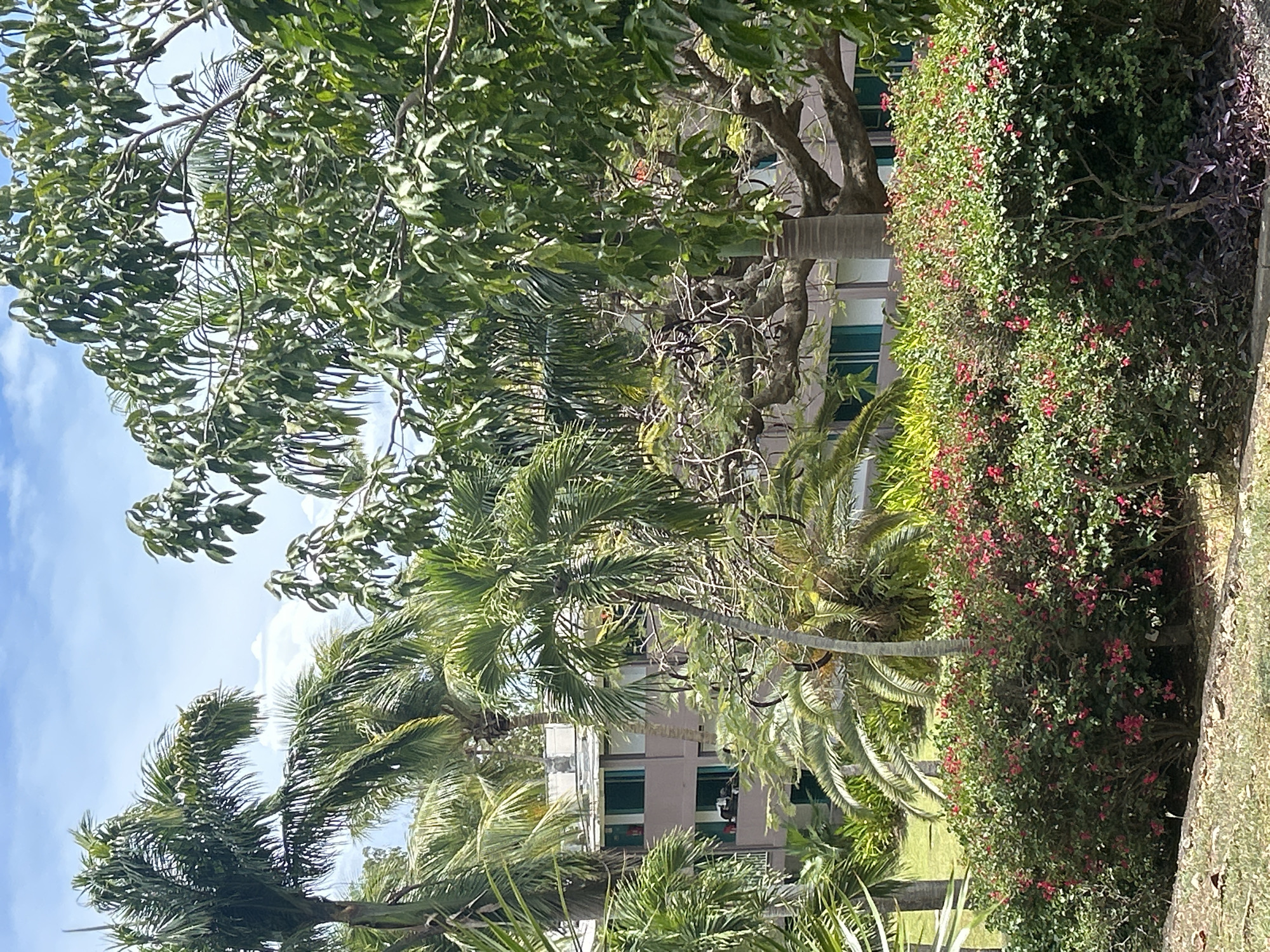 The image captures a vibrant tropical landscape with lush vegetation and a glimpse of urban architecture. Several palm trees with feathery fronds dominate the foreground and midground, interspersed with other leafy trees. The foliage appears dense and healthy. In the background, a multi-story building is partially visible through the trees. The building has a beige facade and what appear to be green-tinted windows. A flowering shrub with small red blossoms borders the right side of the image. The sky is visible in the upper left corner, showing a blue expanse with scattered clouds. The overall scene evokes a tranquil atmosphere. Given the presence of tropical flora and the architectural style, it's plausible to suggest this image could be from Sainte-Anne, France.