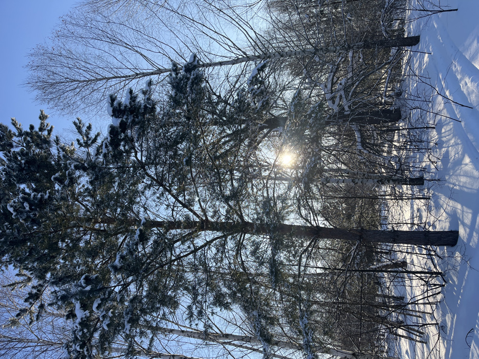The image displays a snow-covered forest in Gruzinskii, Russia, under a clear blue sky. The ground is uniformly blanketed by a thick layer of undisturbed white snow, exhibiting long, distinct shadows cast by numerous trees. Tall coniferous trees, likely pines, are prominent in the foreground and midground, their dark green needles and branches bearing significant snow accumulation. Scattered among them are several deciduous trees, identifiable by their slender, bare branches and lighter bark, also holding patches of snow. Bright sunlight penetrates the tree canopy towards the mid-right, creating a visible lens flare or starburst effect and illuminating the snow. No people, animals, or artificial structures are present in the scene. The overall environment suggests a cold, clear, and serene winter day.