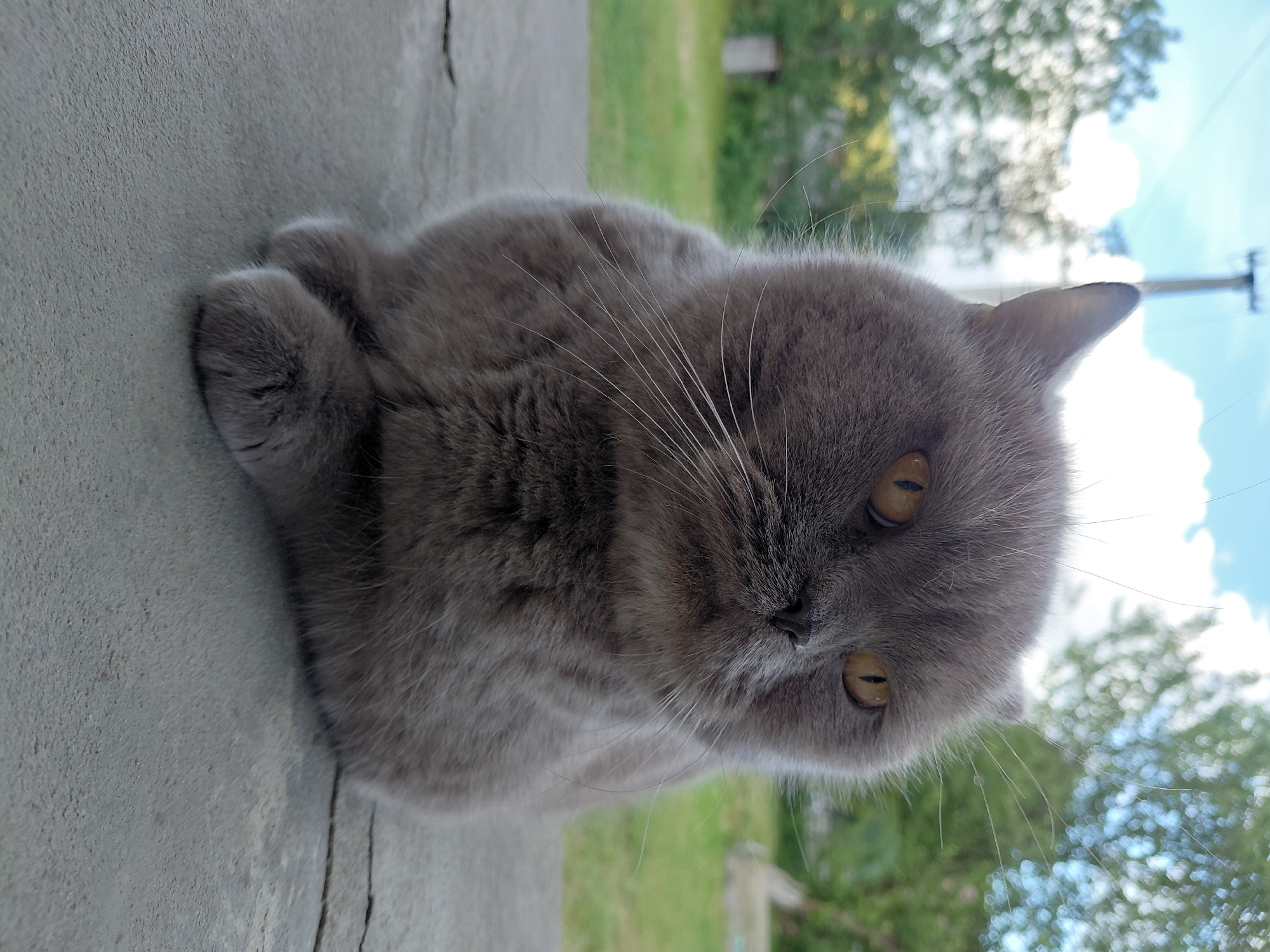 A close-up, low-angle shot captures a fluffy, grey British Shorthair cat sitting on a textured concrete surface. The cat has large, amber-colored eyes and is looking to its right with a slightly furrowed brow. Its front paws are tucked beneath its body. In the background, out of focus, are green grass, trees, and a bright blue sky with fluffy white clouds. A telephone pole is visible on the left side of the background. The setting appears to be an outdoor area, possibly a yard or garden, in Chernivtsi, Ukraine.