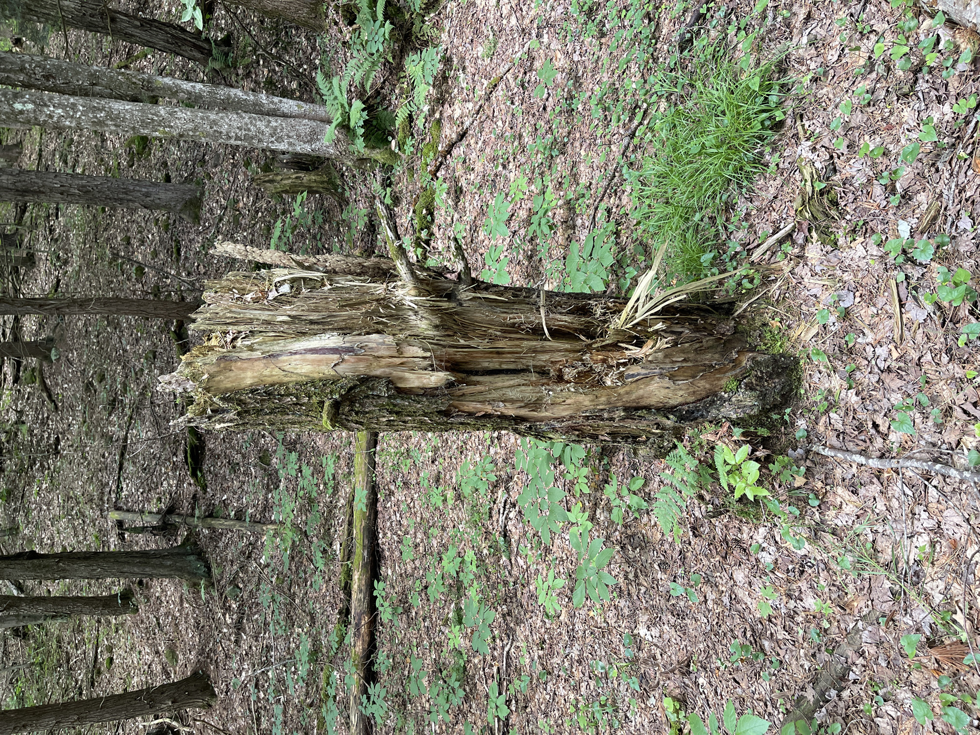 An upright, weathered, and partially hollowed tree stump stands in the center of a forest floor covered in leaf litter, small green plants, and moss. The stump is composed of rough, textured bark and splintered wood, showing signs of decay and age. Behind the stump, a dense forest with numerous trees of varying sizes and thicknesses is visible. The trees have dark bark, and their trunks are mostly bare, with some foliage at the top. Sunlight filters through the canopy, creating dappled light on the forest floor. Several fallen branches and logs are scattered throughout the scene, adding to the natural, wild appearance of the environment. The overall impression is that of a remote and untouched forest setting.