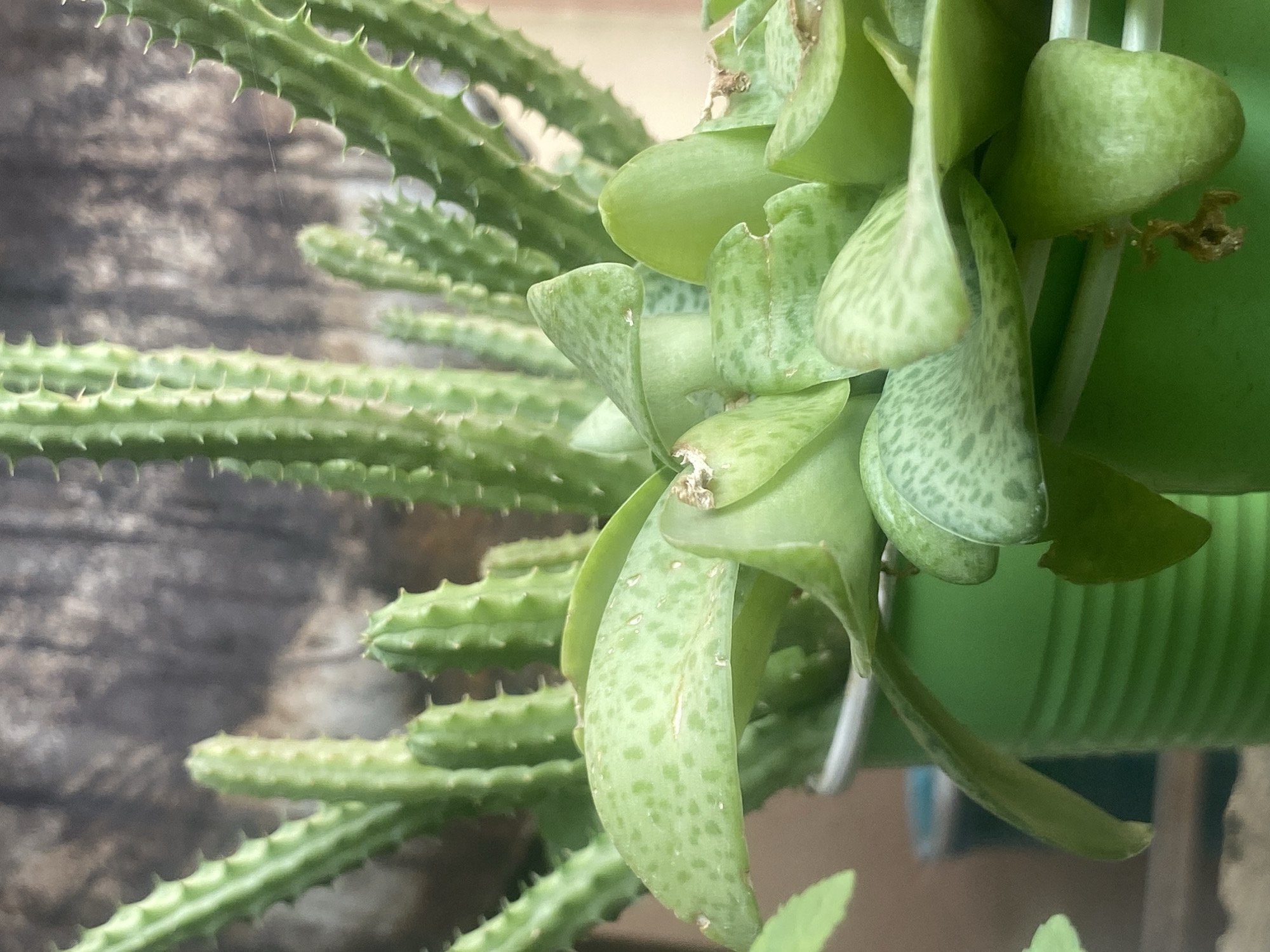 The image shows two types of green plants. On the left are multiple stems of a succulent with small, triangular projections along their length, resembling a spiny appearance. On the right is a cluster of light green, fleshy leaves with darker green spots. The leaves are arranged in a dense grouping, some folded over others. The plants appear to be in a green plastic container with a white hanger. The background is a blurry, muted gray.
There is no indication of Barden Yana, Nigeria in the image.