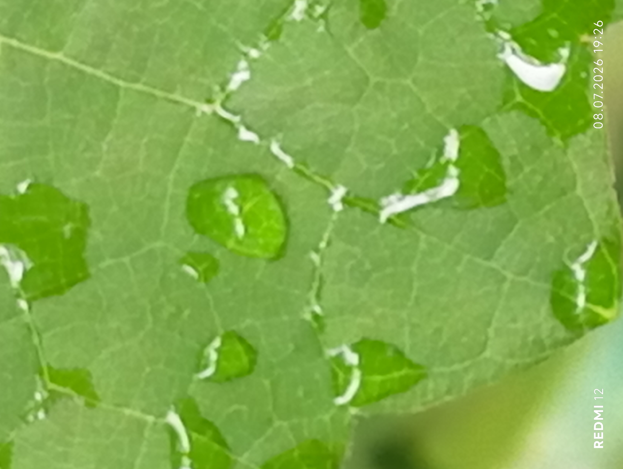 The image is a close-up, macro photograph of a green leaf covered in water droplets. The leaf exhibits a visible vein structure. There are no people or specific landmarks visible. The bottom left corner of the image displays the text "REDMI 12", and the bottom right corner shows "08.07.2026 19:26". The presence of the text "REDMI 12" suggests the photograph was taken with a Xiaomi Redmi 12 mobile device, and the date and time stamp indicate when the image was captured. There is no information within the image that places the scene in the city of Smila, Ukraine.