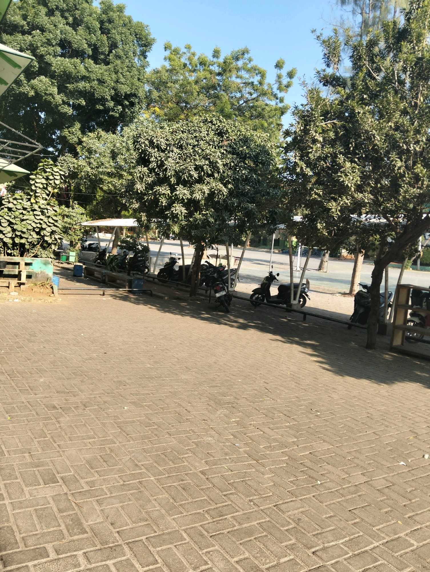 The image depicts a street scene in Paciran, Indonesia, on a clear day. The foreground is dominated by a paved walkway made of interlocking rectangular bricks laid in a herringbone pattern. The walkway extends diagonally from the bottom left towards the right. Beyond the walkway, a row of motorcycles is parked under a covered structure with a white roof supported by poles. These motorcycles are predominantly black. Behind the parked motorcycles, a paved road is visible, with a few more vehicles and structures further in the distance. Lush green trees with dense foliage line the area, casting shadows on the ground. In the background, tall trees with lighter green leaves and some thin trees are also present. The sky is a clear blue. To the left of the image, there is a low, green-colored concrete wall with some vegetation growing on it. Several blue cylindrical trash bins are also placed along the edge of the walkway. The scene appears to be an outdoor public space, possibly a parking area or a walkway adjacent to a street in a tropical urban environment.