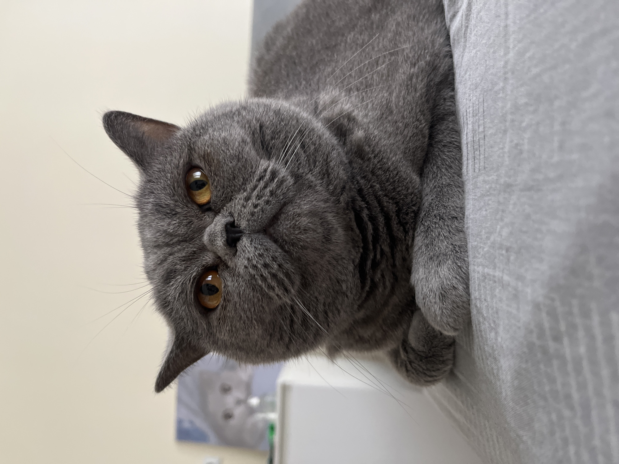 A close-up, eye-level, vertical shot captures a plush, grey British Shorthair cat resting on a textured grey fabric surface. The cat is positioned centrally, with its front paws tucked neatly beneath its chest. Its large, amber eyes gaze directly at the camera, conveying a calm and somewhat regal demeanor. The cat's fur is thick and appears soft. In the background, a portion of a white dresser is visible, with a framed picture of a lighter-colored cat hanging on the wall above it. The wall itself is a plain, light beige color. There are no people present in the image, and no specific details indicate a location within Saint Petersburg, Russia. The scene appears to be an indoor domestic setting.