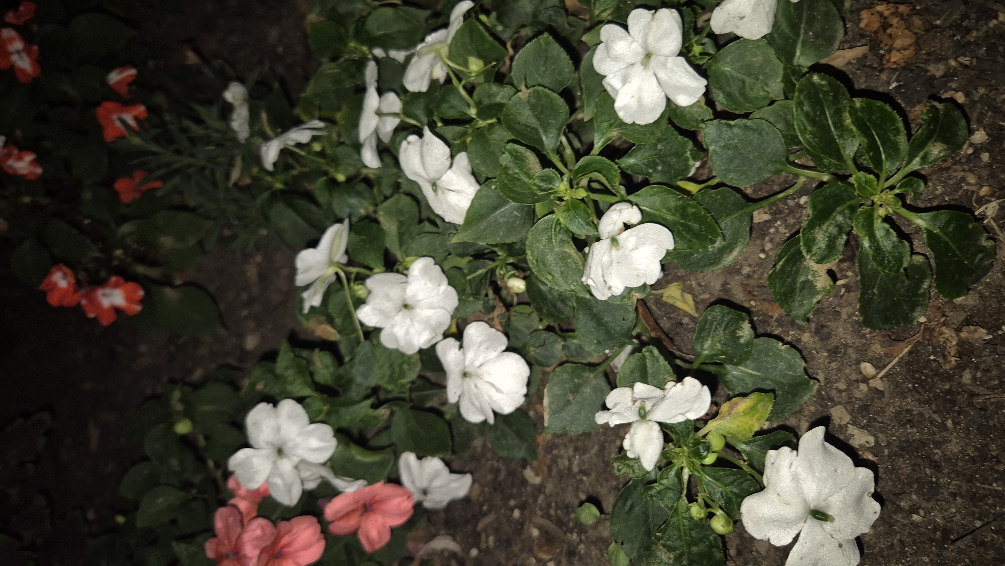 In Lovech, Bulgaria, a close-up, low-angle photograph captures a cluster of impatiens flowers. The foreground is dominated by several white impatiens blooms, their petals soft and slightly cupped, nestled amongst deep green, serrated leaves. Some of the leaves show signs of minor damage or discoloration. In the mid-ground, more white impatiens flowers are visible, interspersed with pink impatiens flowers. Further back, several red impatiens flowers with white centers are in bloom, their vibrant color contrasting with the surrounding darker foliage and the earthy ground. The overall impression is of a garden bed at dusk or under low artificial light, highlighting the delicate beauty of the flowers.