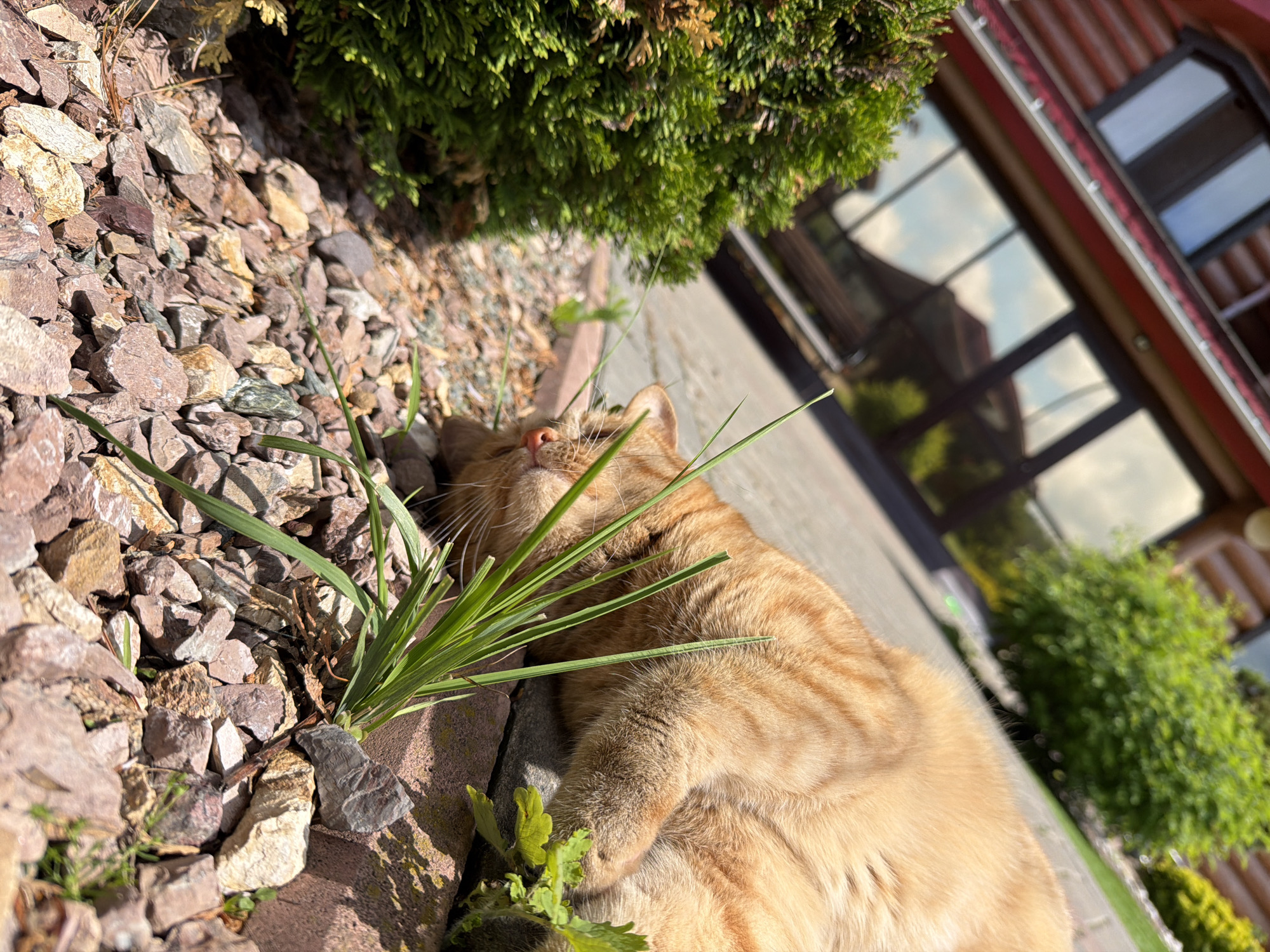 An orange tabby cat is captured resting outdoors on a sunny day in Chaikovsky, Russia. The cat is lying comfortably on its side, with its head turned slightly upwards and nestled among blades of green grass or plant leaves. Its eyes appear closed, conveying a sense of peace and relaxation. The cat's fur is a warm ginger hue with visible darker stripes.
The foreground consists of a rocky ground cover, featuring various shades of grey, brown, and light-colored gravel and stones. Scattered green plants and foliage emerge from this rocky bed. A paved or concrete surface stretches behind the cat, leading towards a rustic building in the background. This structure appears to have wooden siding or a log cabin aesthetic, with multiple windows that brightly reflect the sky and surrounding greenery. Dense, vibrant green bushes and shrubs border the building and are also visible in the upper part of the frame. The strong sunlight and clear reflections indicate a bright, clear day. The scene evokes a tranquil outdoor moment. There is no visible text in the image.