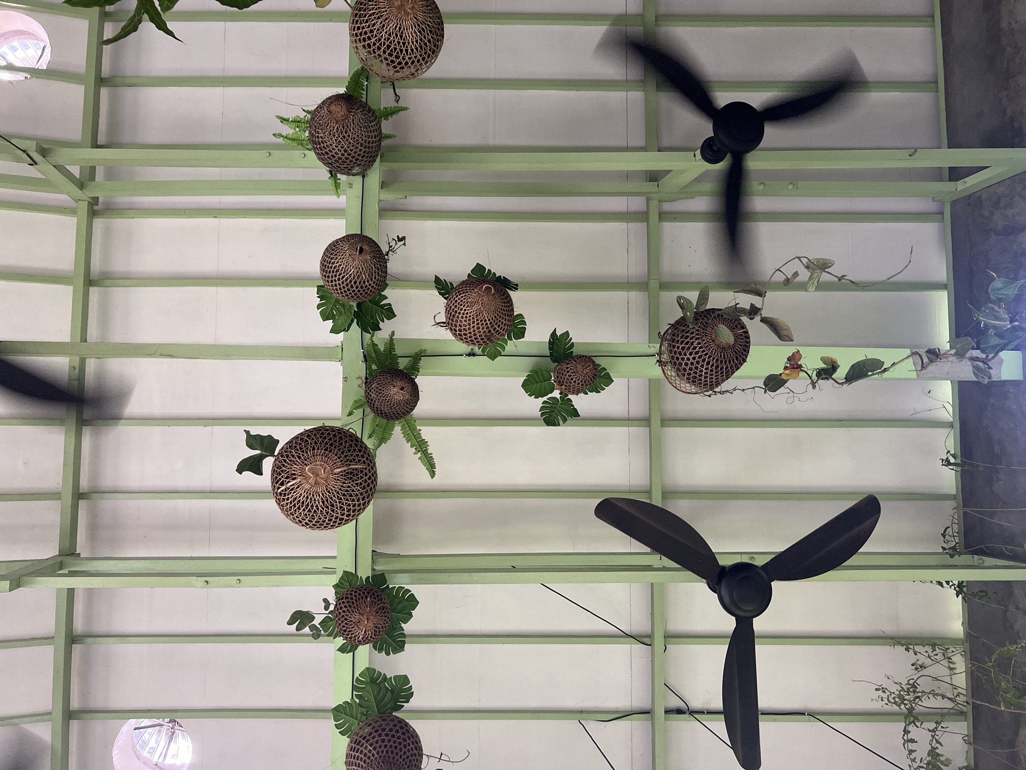 The image shows a ceiling structure made of light green metal beams. Hanging from this structure are several woven, spherical decorations, some adorned with green artificial leaves and ferns. Two black ceiling fans are visible, one in motion and the other static. The ceiling itself is white. The scene appears to be an indoor space with plants growing on the lower edges, suggesting a garden or a cafe setting in Abang, Indonesia.