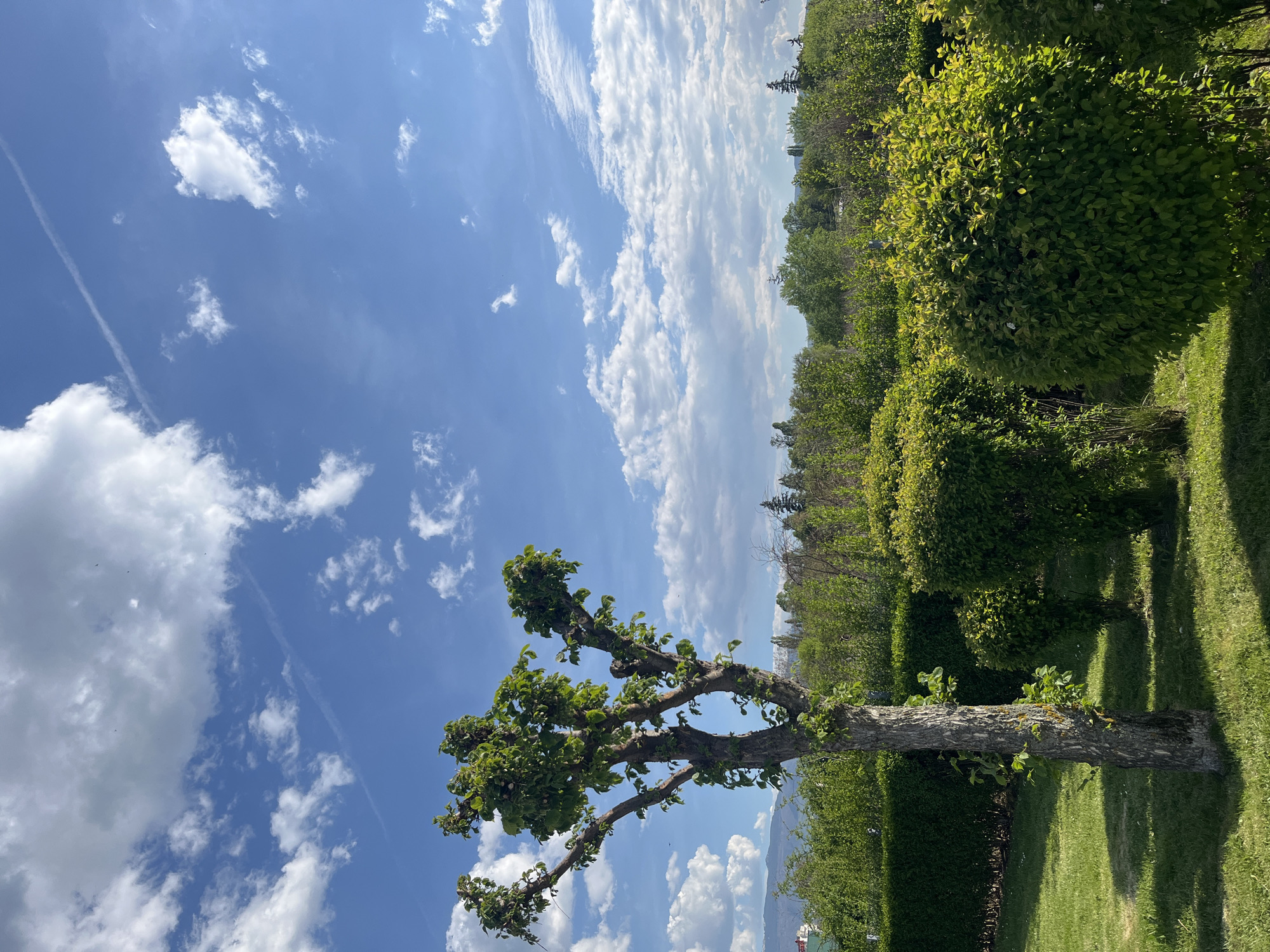 The image depicts a sunny day in a garden or park, likely located in Sofia, Bulgaria. In the foreground, a pruned, deciduous tree with new spring leaves stands on a lawn. Behind the tree, there is a manicured green hedge and other trees. In the background, there is a distant mountain range and a mostly clear blue sky with scattered white clouds. The image is slightly rotated clockwise. There are no people visible in the scene.