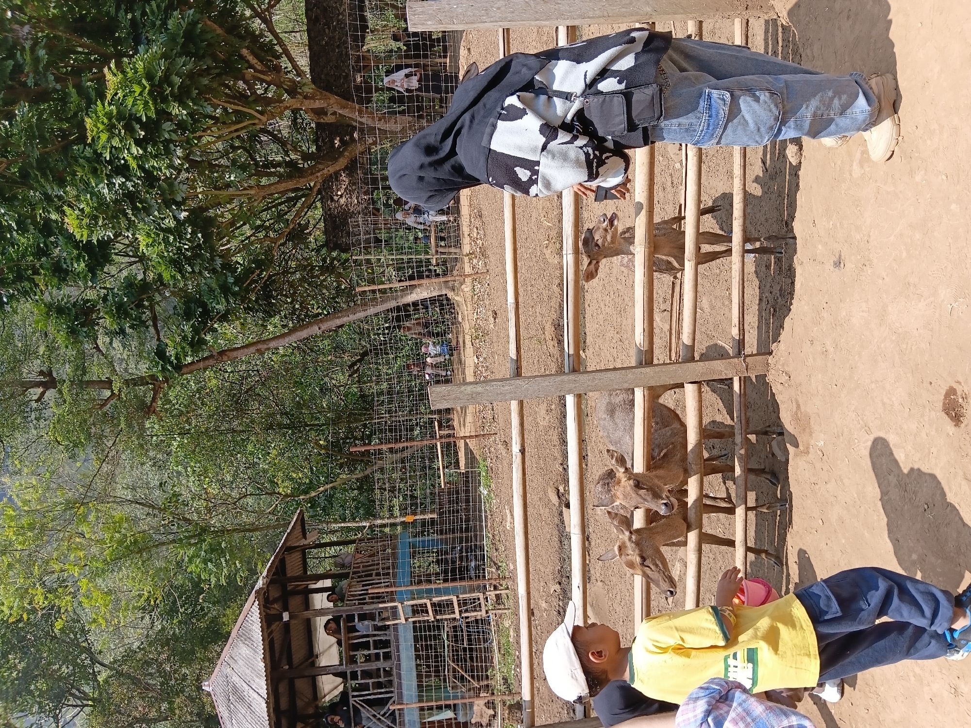 In Ciburial, Indonesia, a group of deer are interacting with people in an outdoor enclosure. In the foreground, a young boy wearing a yellow t-shirt and blue pants, with a white cap, holds a pink bucket, facing a wooden fence. To his right, a person wearing a black headscarf, a black and white patterned hoodie, and blue jeans stands with their back to the camera, appearing to offer food to a deer that is reaching over the fence. Three deer are visible behind the fence, with two in the foreground appearing to be fed. In the background, a wooden structure with a tin roof, resembling a gazebo or shelter, is visible, with several people seated inside. Further back, a wire mesh fence encloses a larger area, with more people visible in the distance. The ground is dirt, and lush green trees and vegetation surround the enclosure, indicating a natural, possibly rural or park-like setting. The scene appears to be a wildlife encounter or feeding area.