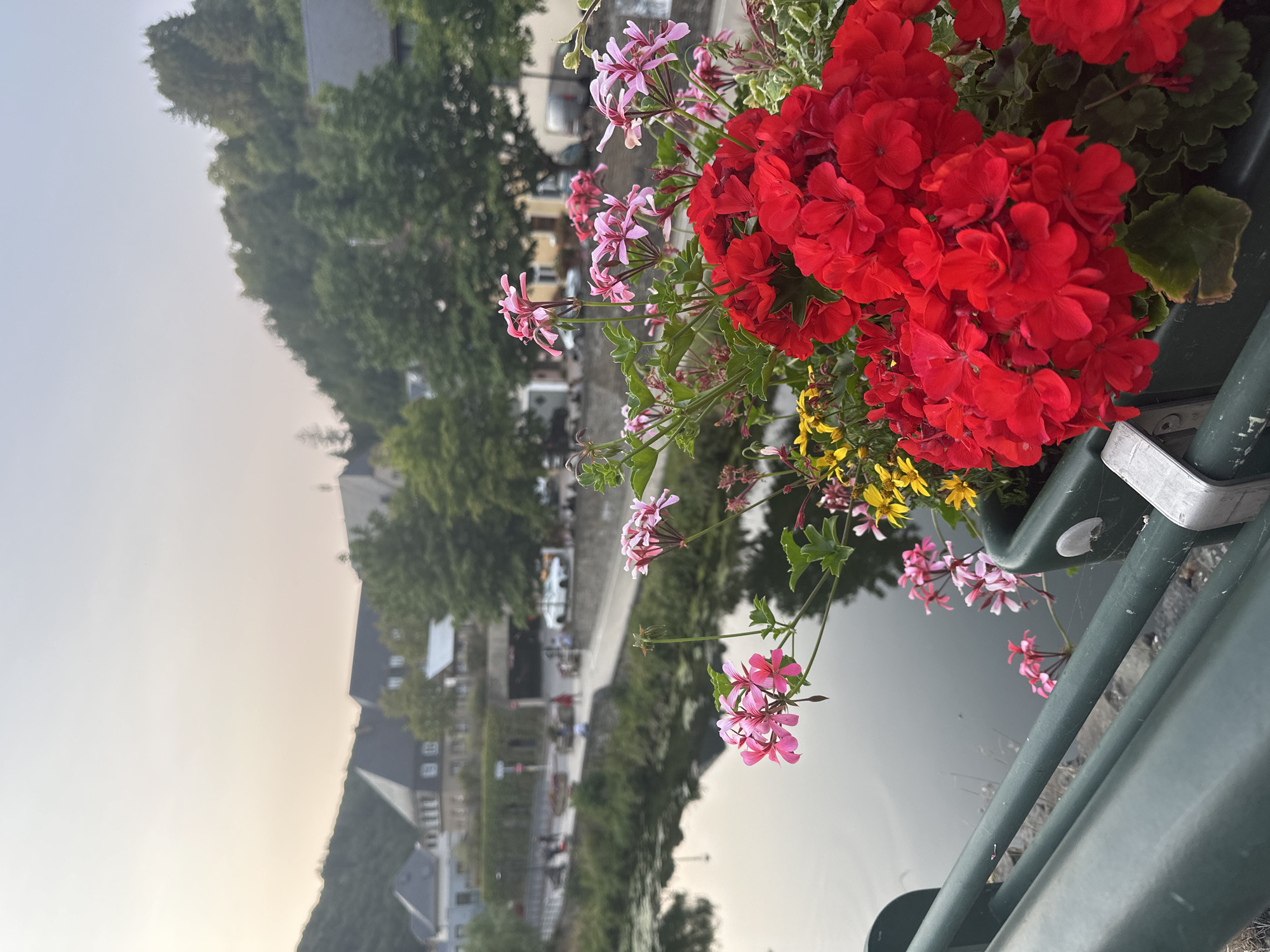 A close-up shot focuses on a planter box overflowing with vibrant red geraniums, with smaller pink and yellow flowers interspersed. The planter is attached to a dark green railing that runs along the foreground. Beyond the railing and flowers, a calm river or canal reflects the soft light of an overcast sky. On the opposite bank, a street is visible with pedestrians, parked cars, and buildings that appear to be a mix of residential and commercial establishments. Lush green trees and forested hills rise behind the town, characteristic of Vianden, Luxembourg. The overall impression is a picturesque, tranquil scene in a European town.
