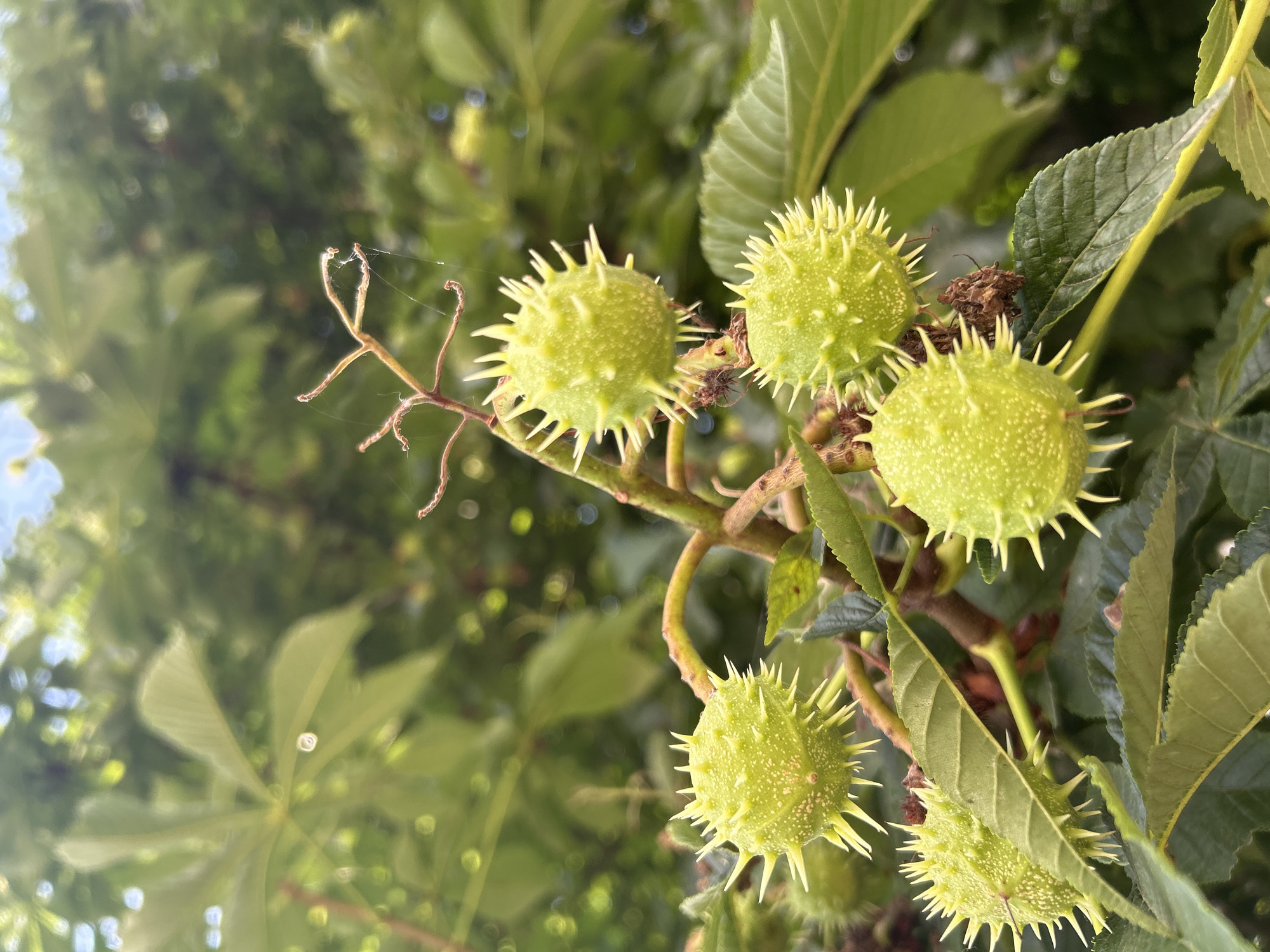 A close-up, eye-level shot captures several green horse chestnuts growing on a branch. The chestnuts are spherical, covered in sharp spines, and are clustered together on a woody stem. Lush green leaves and other branches form the blurred background, suggesting an outdoor, natural setting, likely within the city of Ivanivka, Ukraine. The lighting appears to be natural daylight, highlighting the textures of the chestnuts and leaves. No people or animals are visible in the frame.