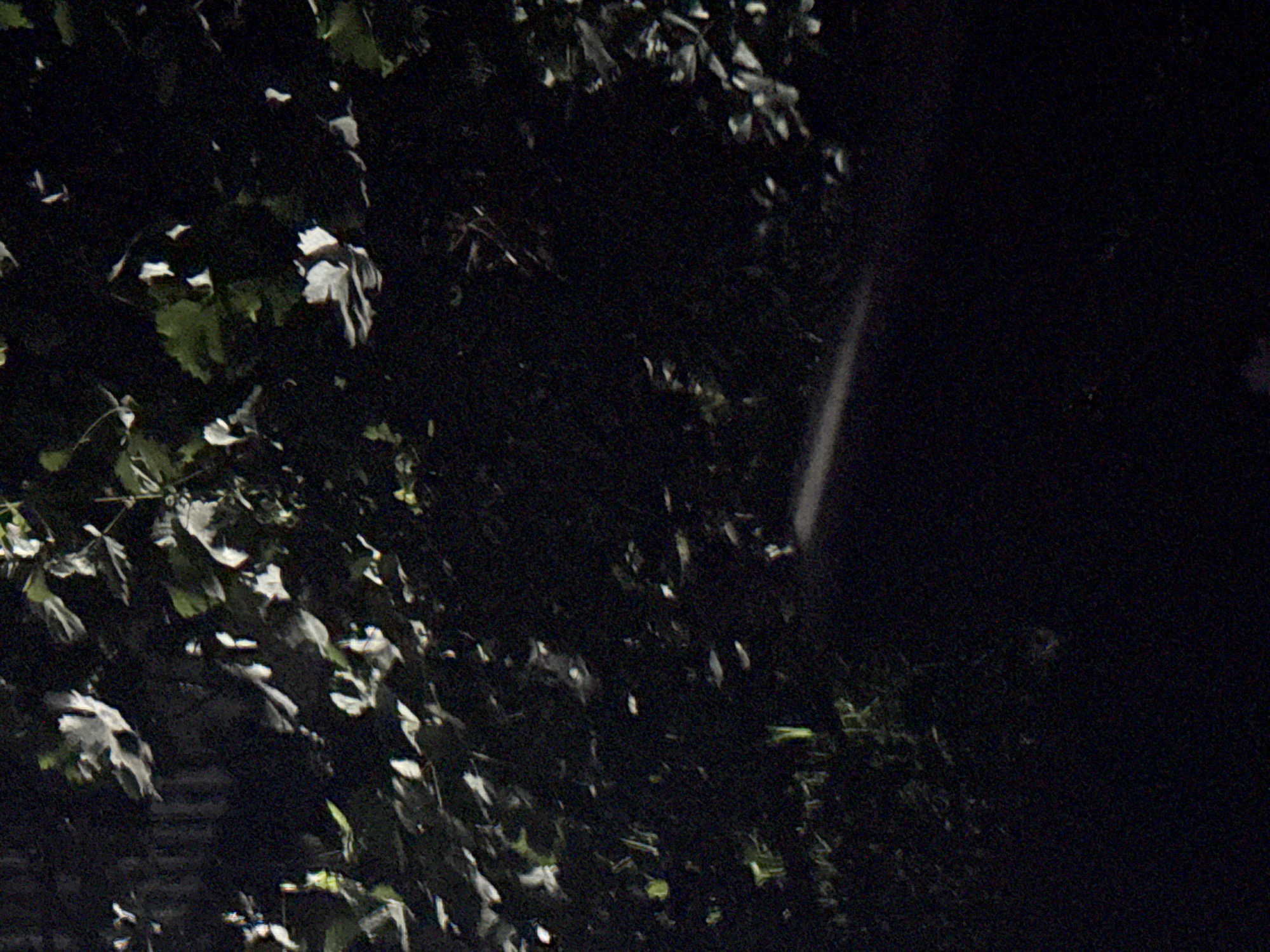 The image captures a dark, outdoor scene with a focus on foliage and a hint of artificial light. It appears to be nighttime or very early morning in Vostok, Kyrgyzstan, given the limited illumination and the subdued colors. In the upper portion of the frame, numerous leaves, some appearing white and others green, are visible, suggesting they are illuminated by a light source from above or the side. These leaves are dense, forming a canopy or thick undergrowth. A faint, elongated streak of light cuts across the lower middle section of the image, possibly from a vehicle's headlights or a distant streetlight. The background is almost entirely black, indicating a lack of significant ambient light. No people, animals, or specific structures are clearly discernible due to the darkness and the composition of the image. The overall impression is one of a natural setting, possibly a park or a densely vegetated area, observed in low-light conditions.