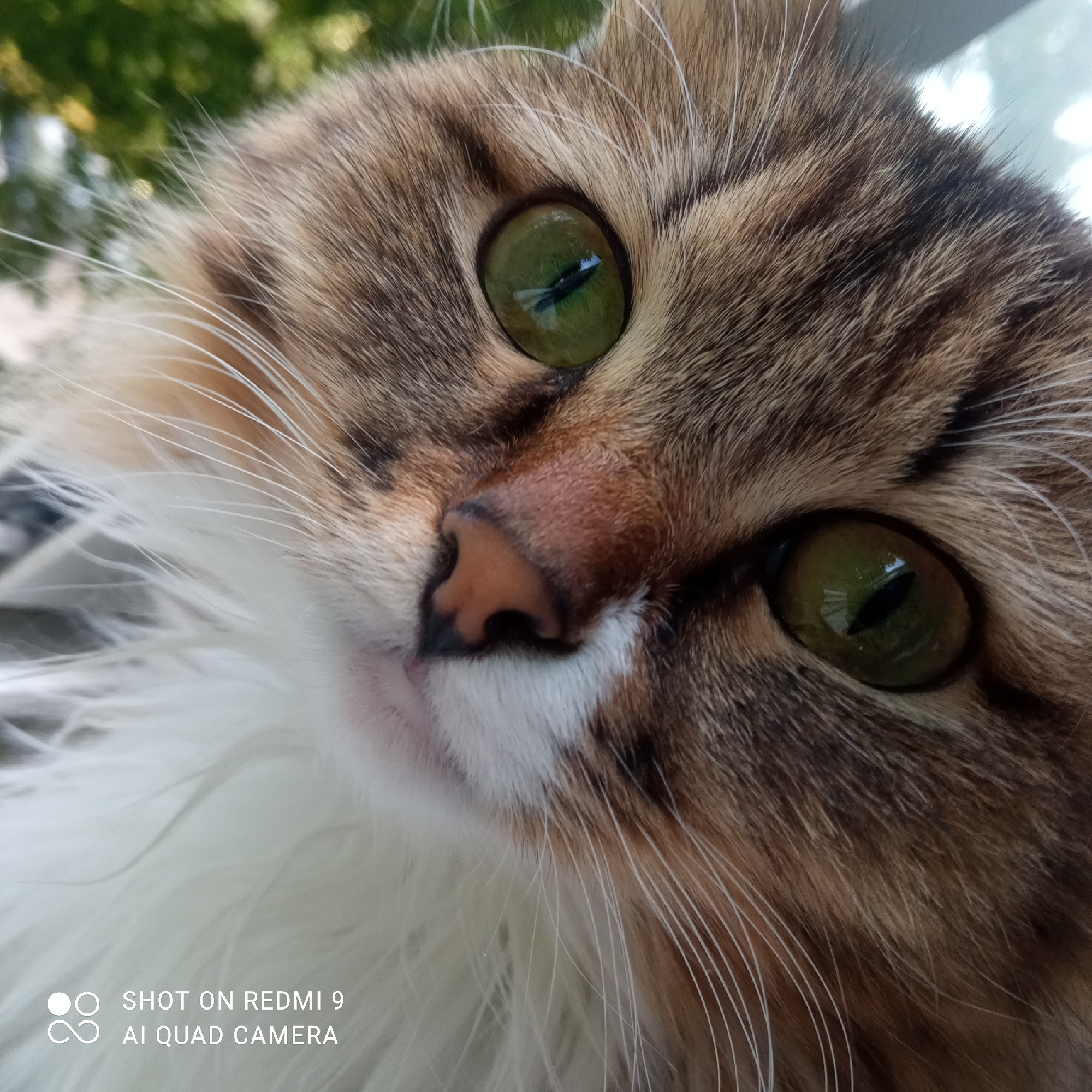 The image shows a close-up shot of a cat's face. The cat has green eyes, a pink nose, and a mix of brown, white, and tan fur. The cat's fur is long and fluffy around its neck. The background is slightly blurred, but green foliage is visible. The bottom left corner contains the text "SHOT ON REDMI 9 AI QUAD CAMERA". The image does not depict any specific location in the city of Chaikovsky, Russia, nor does it show any people, interactions, or actions beyond the cat being present in the frame.