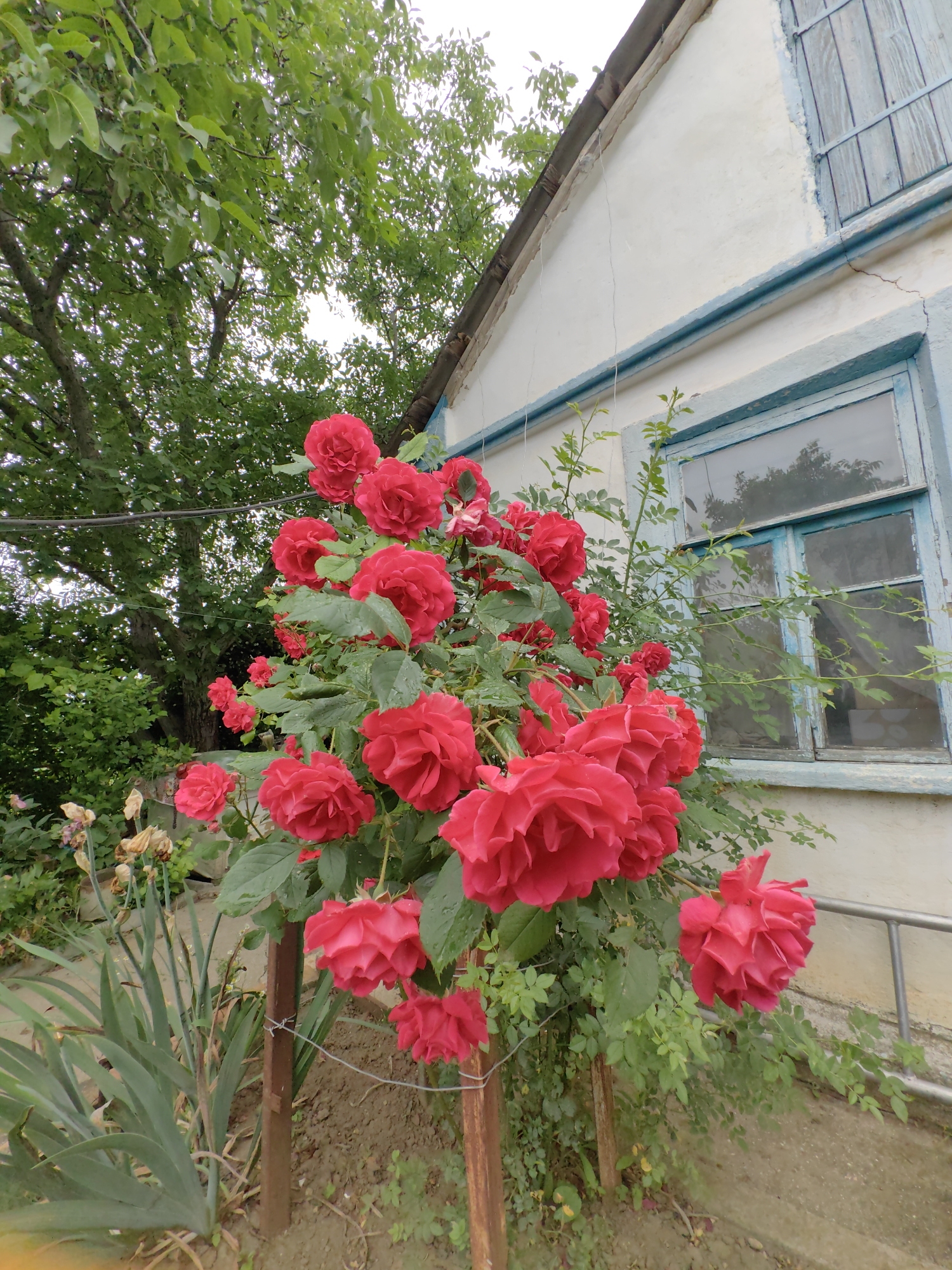 A vibrant cluster of red roses in full bloom dominates the foreground of the image, their petals glistening with dew. The roses are growing on a bush supported by a metal stake. Behind the roses, a weathered, cream-colored house with a blue-trimmed window and shutters is visible. Lush green foliage from a large tree extends from the upper left corner of the frame, casting shadows over the scene. The ground is a mix of soil and dry leaves. The overall setting suggests a rural or suburban garden in the Ароматновское сельское поселение, Ukraine. There are no people or animals present.